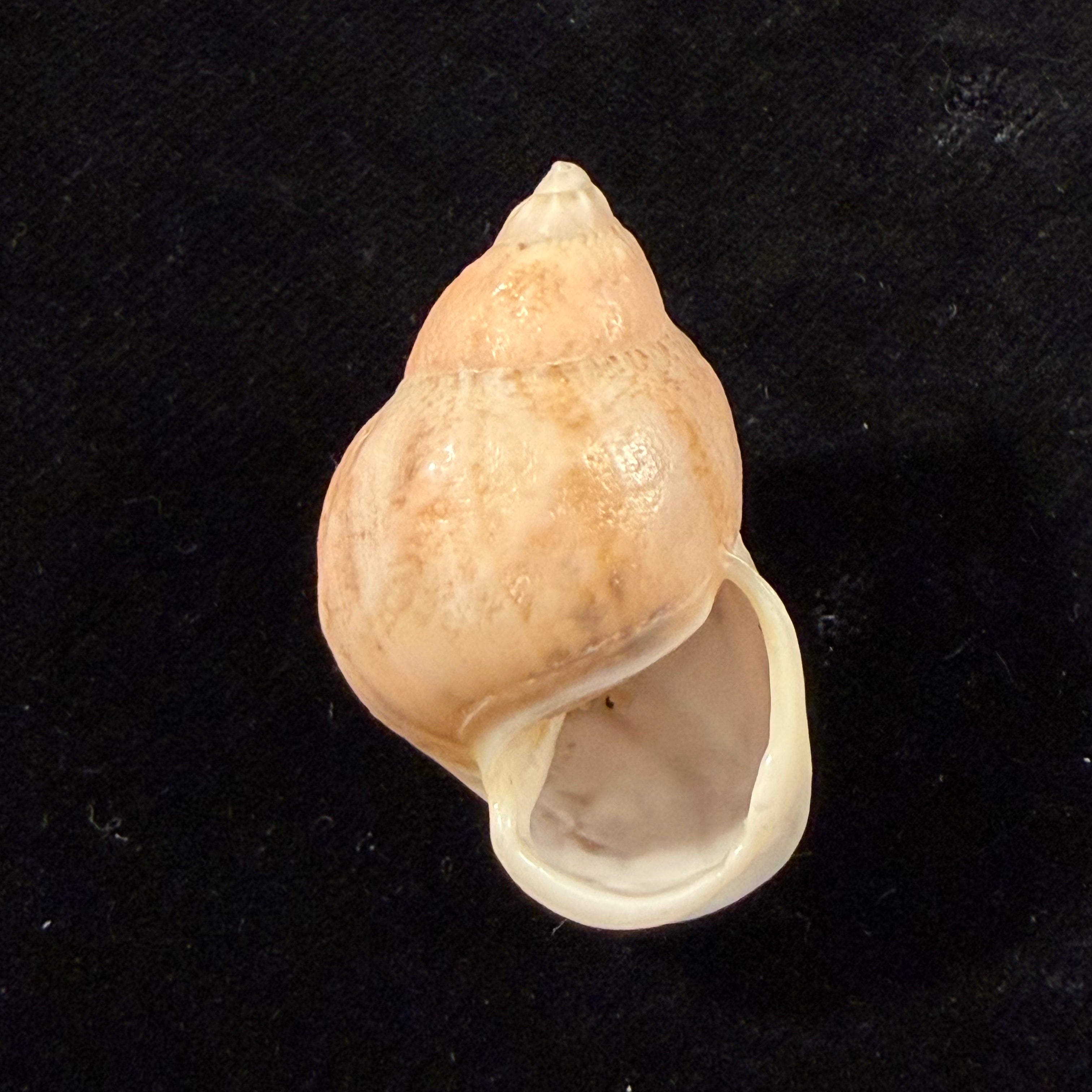 Auris egregia (Jay, 1836) - 37,7mm