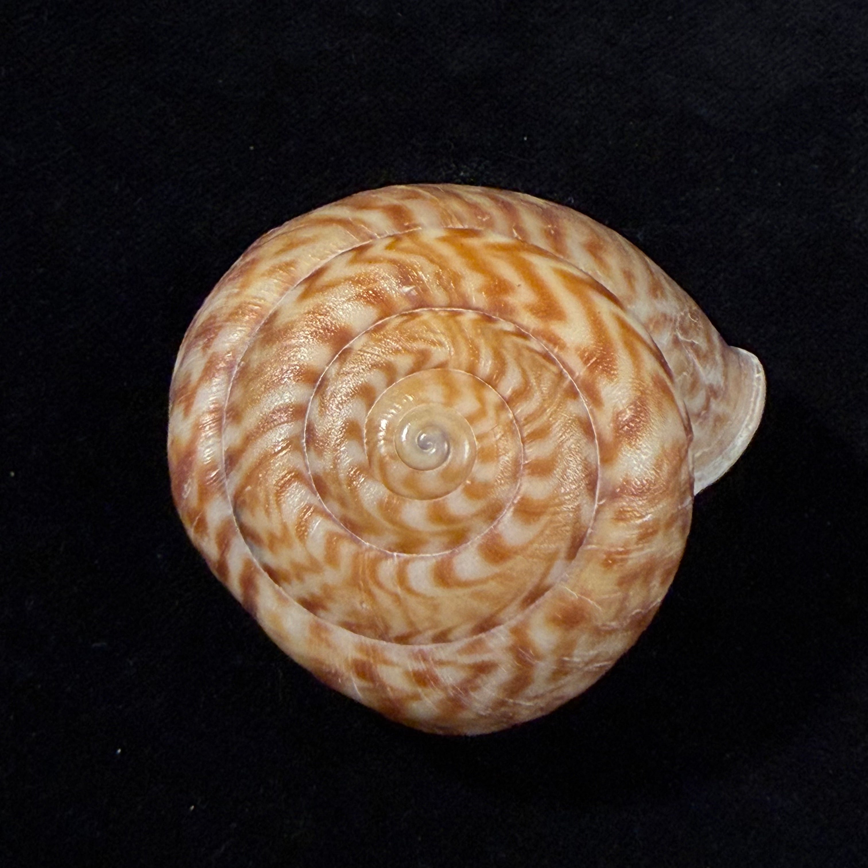 Solaropsis pellisserpentis (Gmelin, 1791) - 53mm