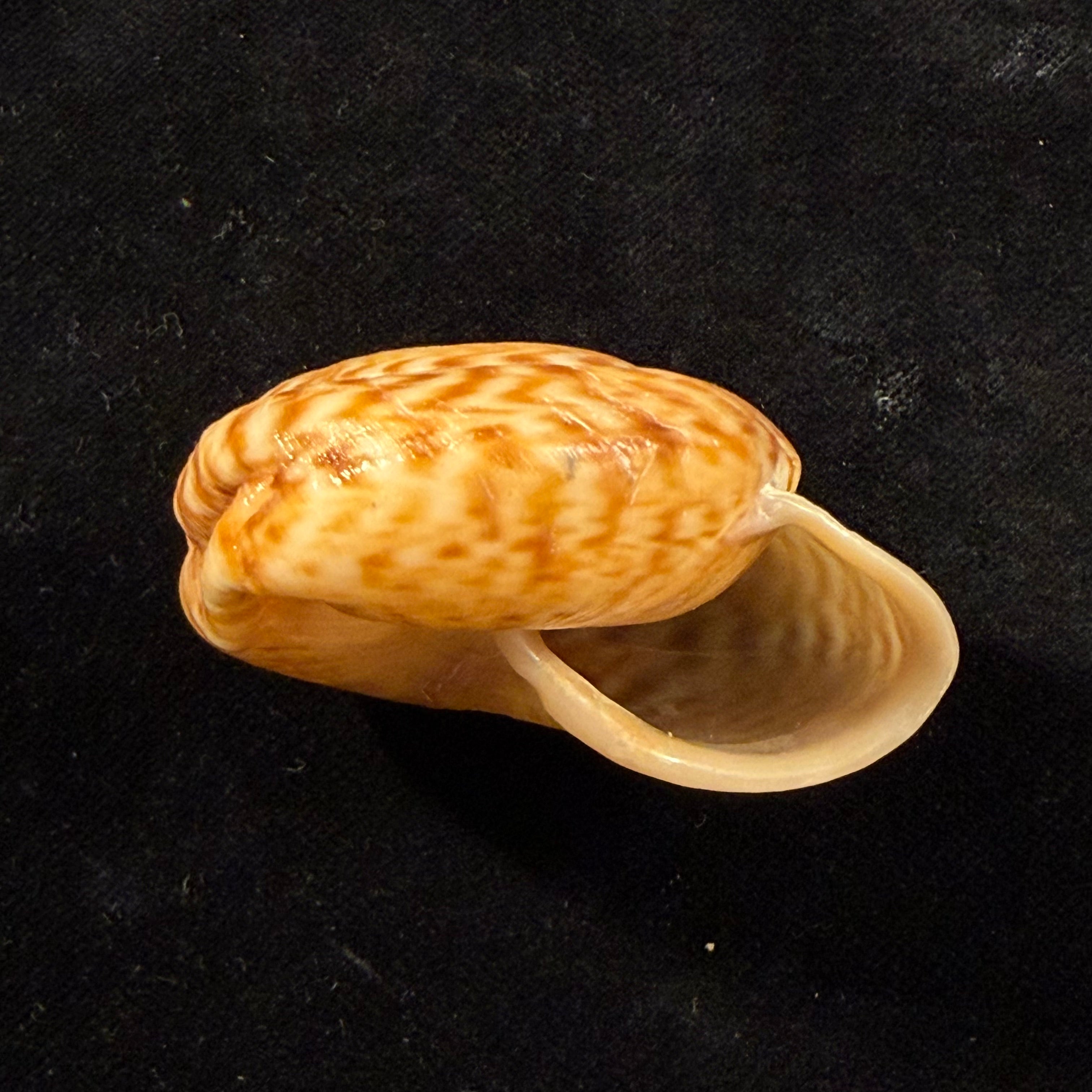 Solaropsis pellisserpentis (Gmelin, 1791) - 53mm