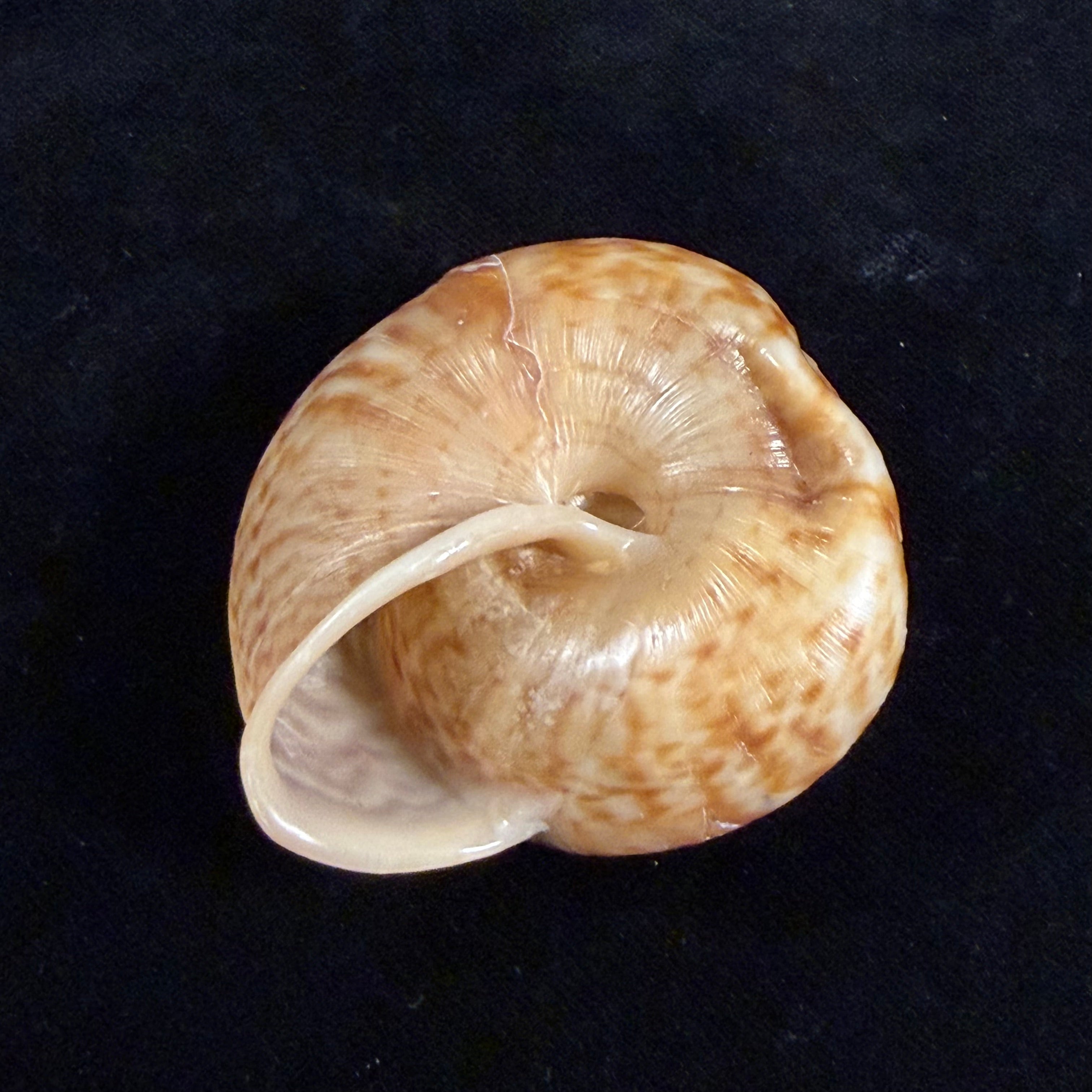 Solaropsis pellisserpentis (Gmelin, 1791) - 53mm