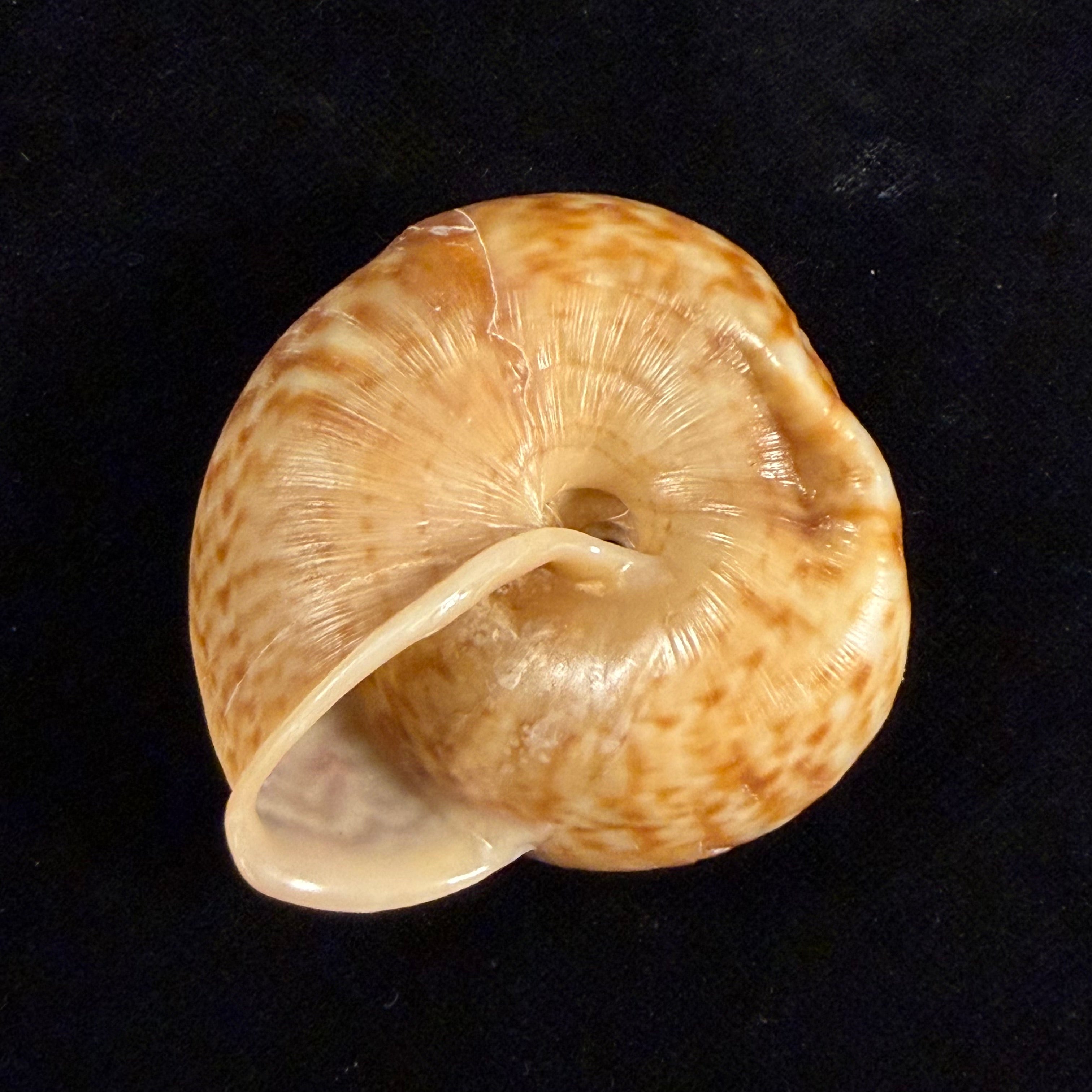 Solaropsis pellisserpentis (Gmelin, 1791) - 53mm