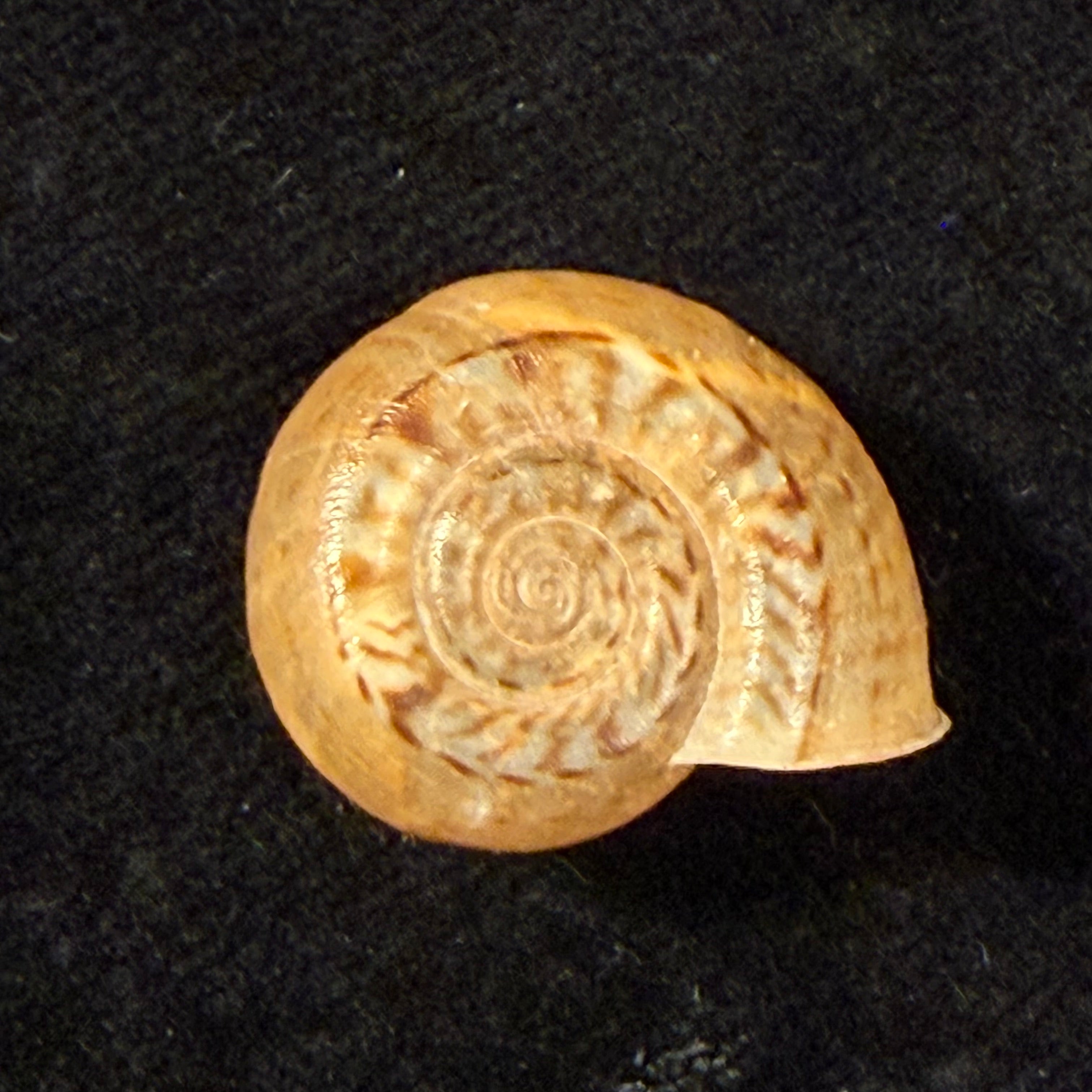 Solaropsis boetzkesi (K. Miller, 1878) - 21,8mm