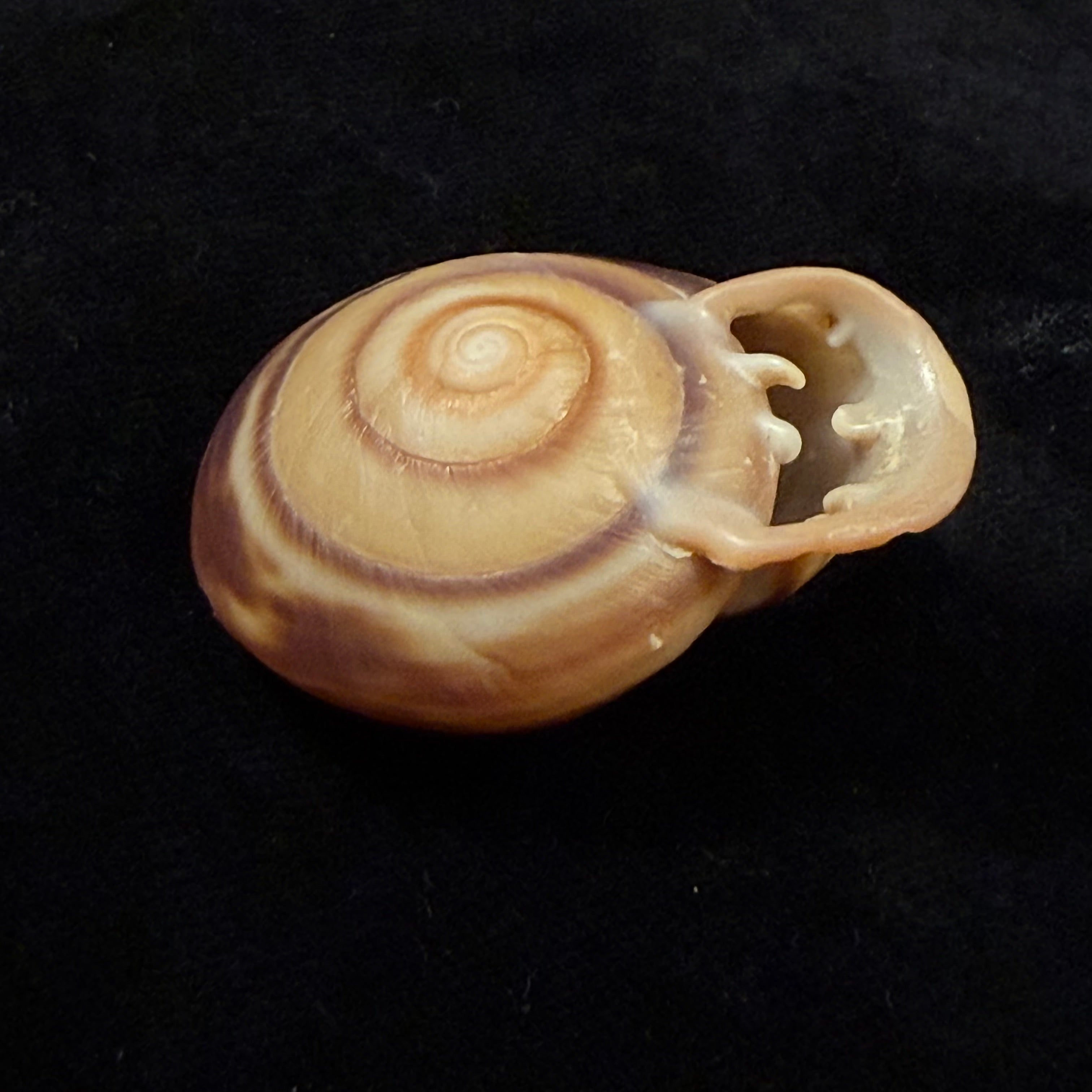 Anostoma octodentatus verreauxianum Hupe, 1857 - 43,1mm