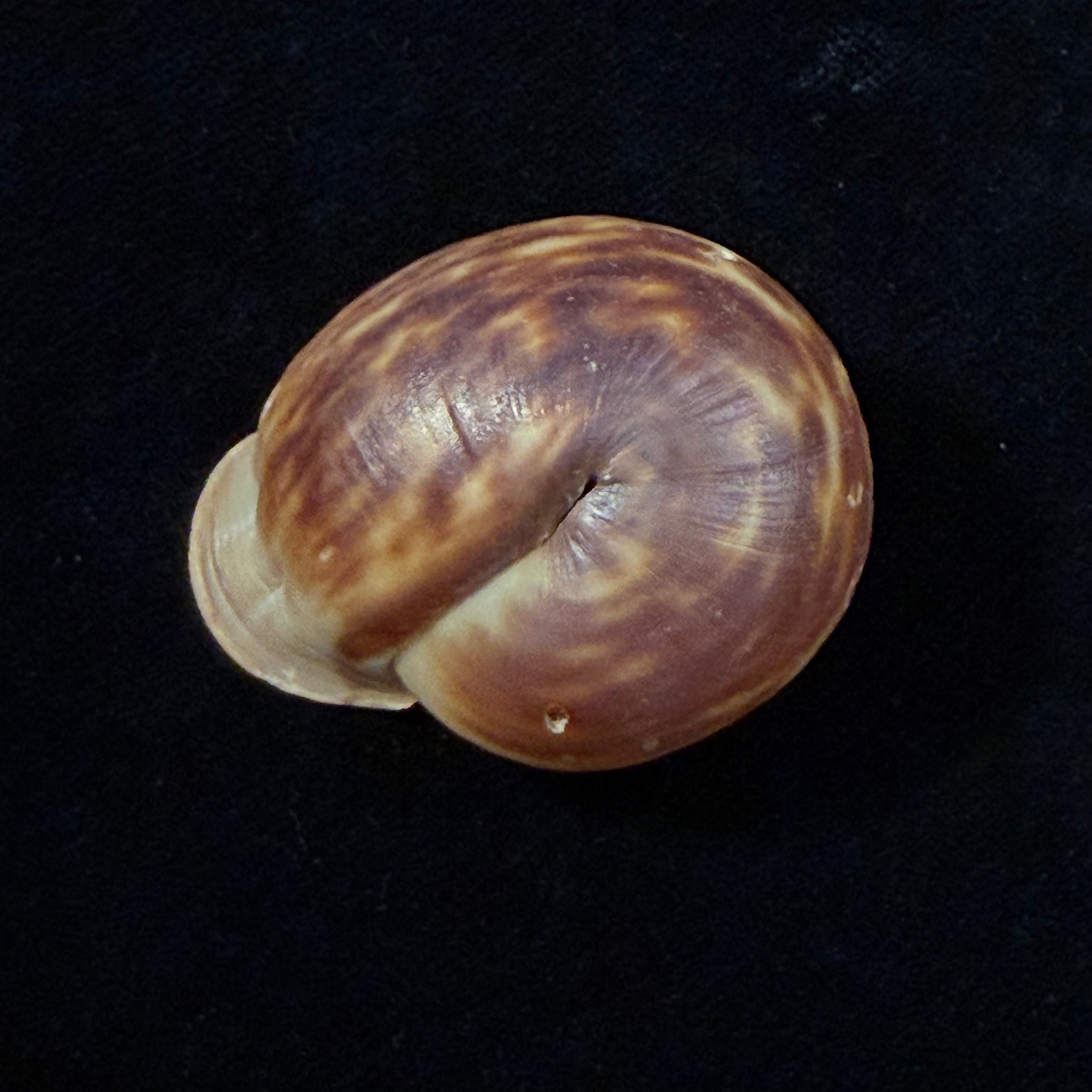Anostoma octodentatus verreauxianum Hupe, 1857 - 43,1mm