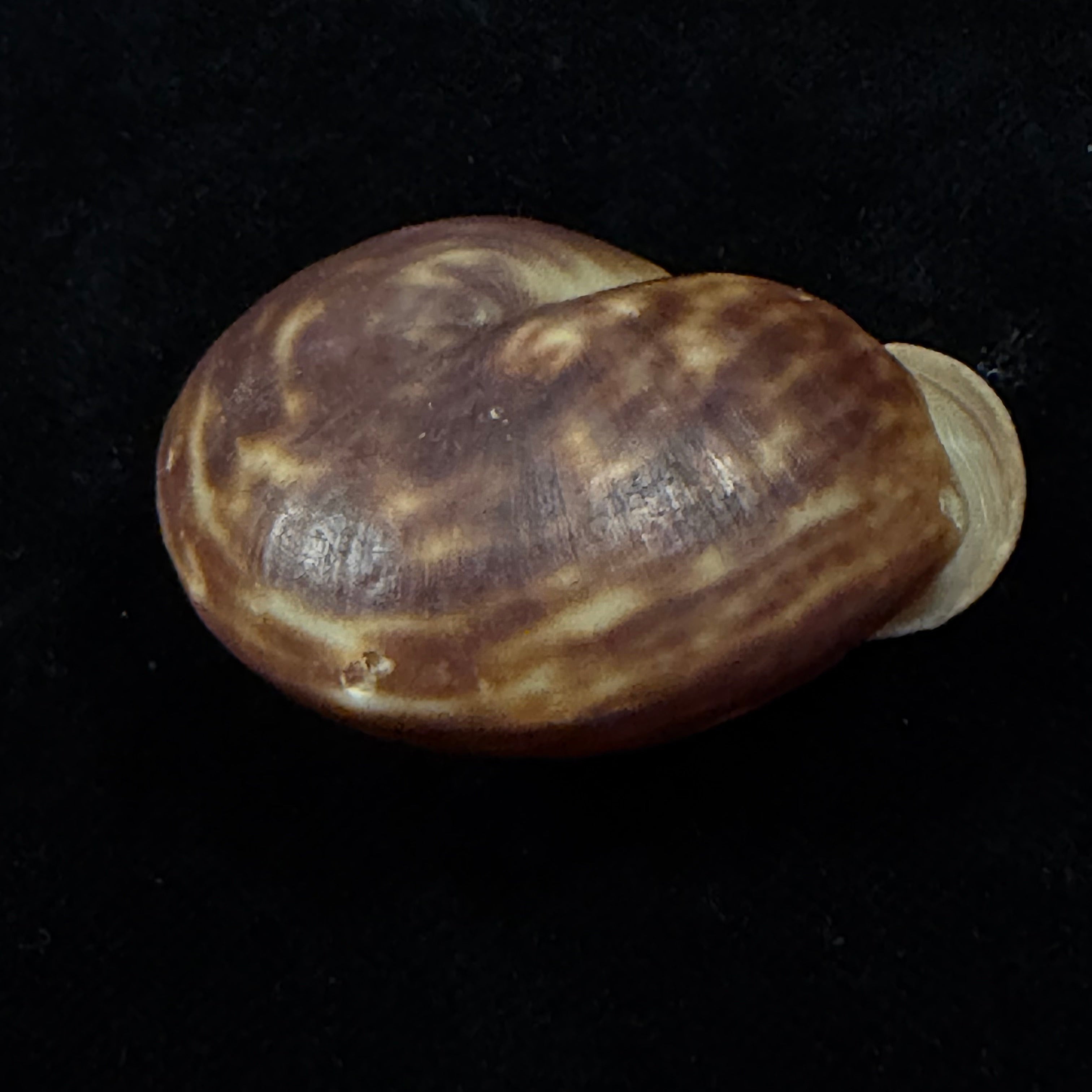 Anostoma octodentatus verreauxianum Hupe, 1857 - 43,1mm