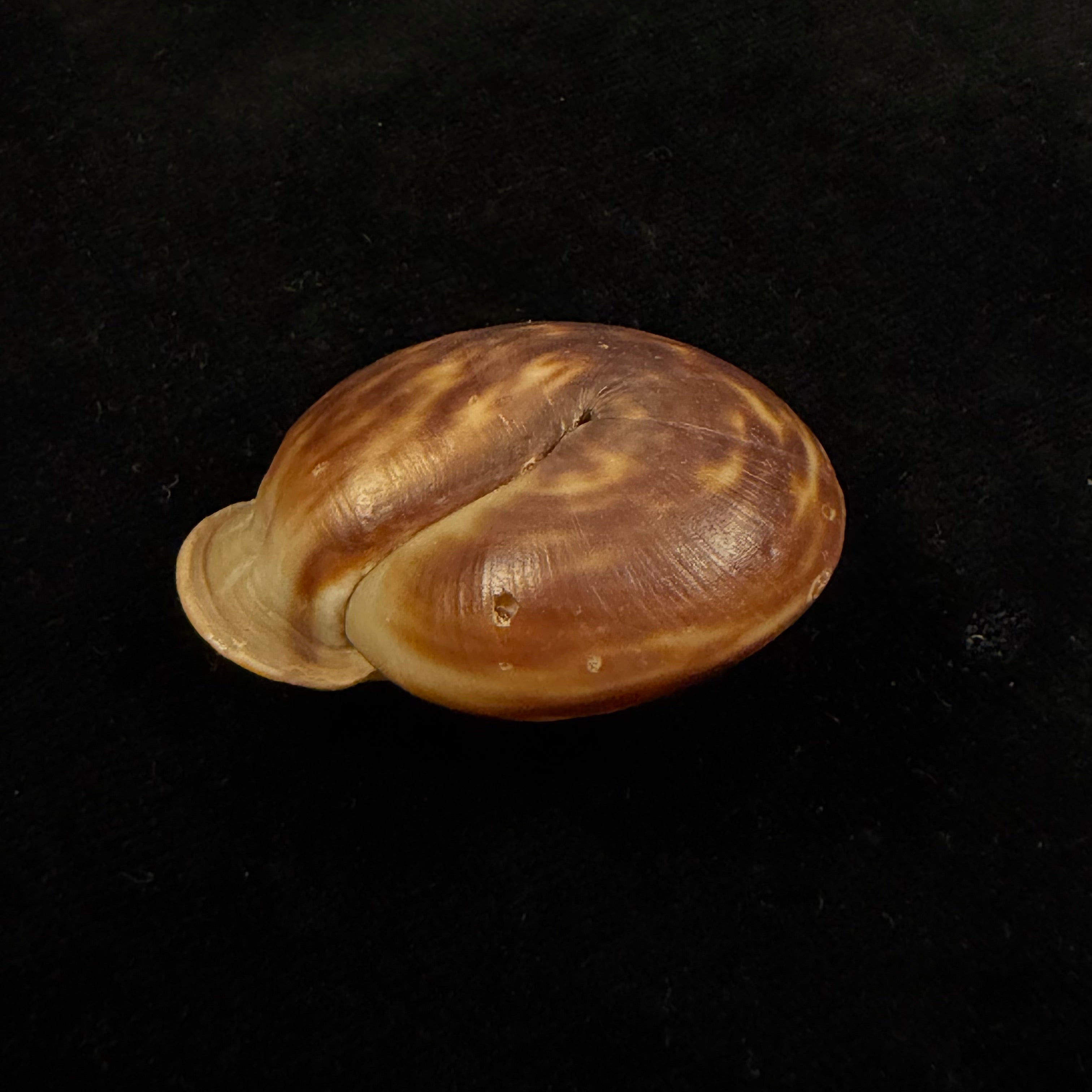 Anostoma octodentatus verreauxianum Hupe, 1857 - 43,1mm