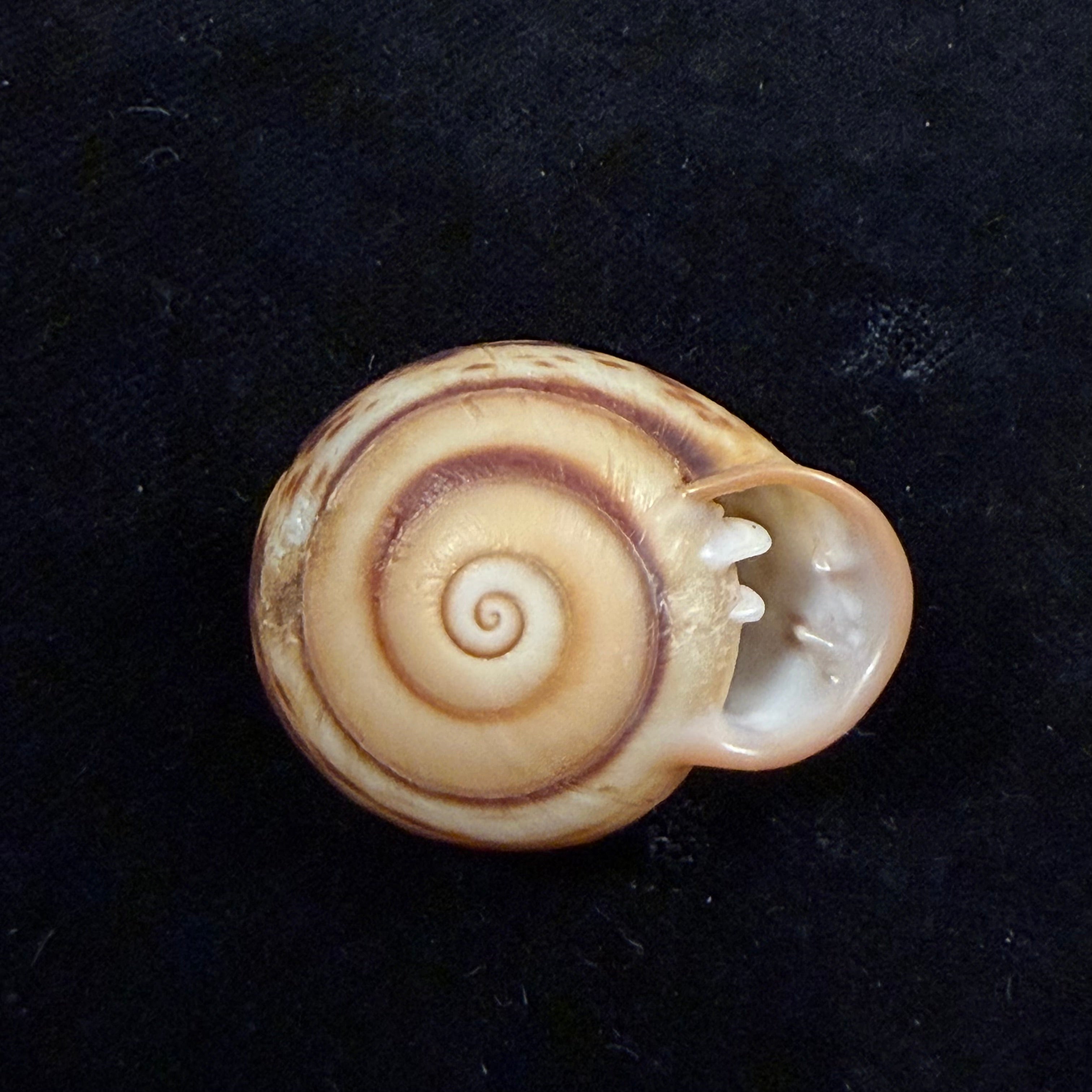 Anostoma depressum (Lamarck, 1822) - 33,5mm