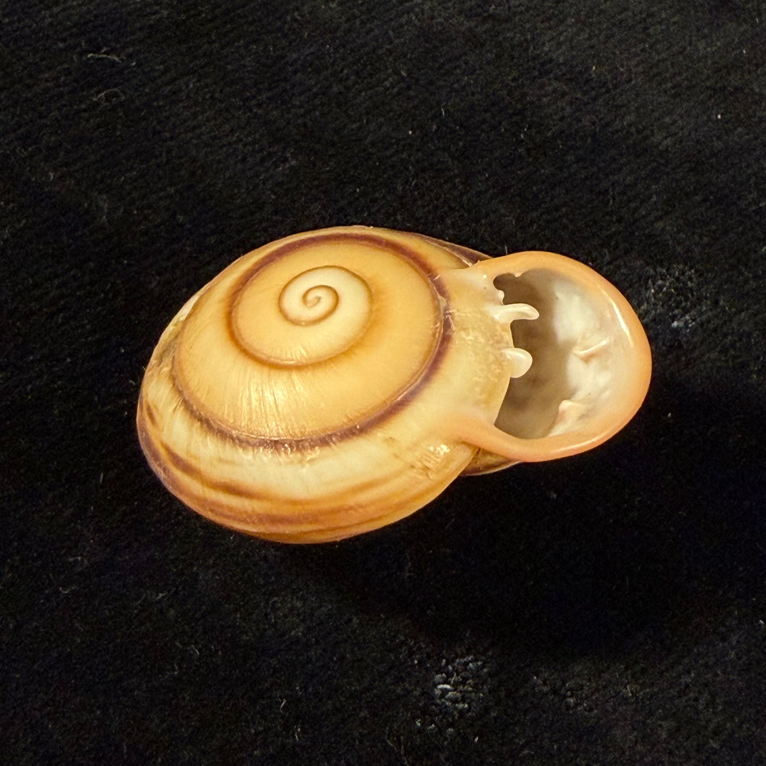 Anostoma depressum (Lamarck, 1822) - 33,5mm