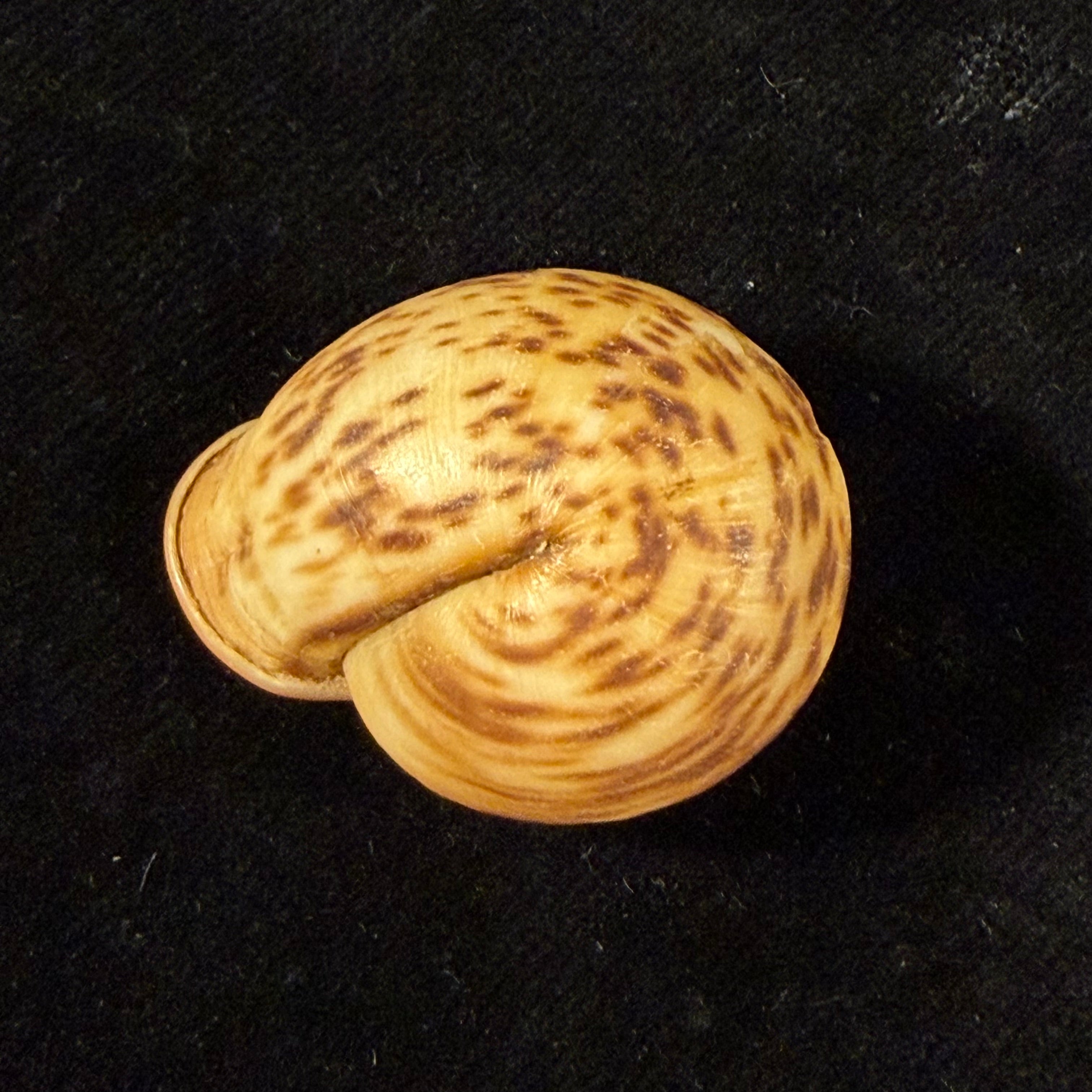Anostoma depressum (Lamarck, 1822) - 33,5mm