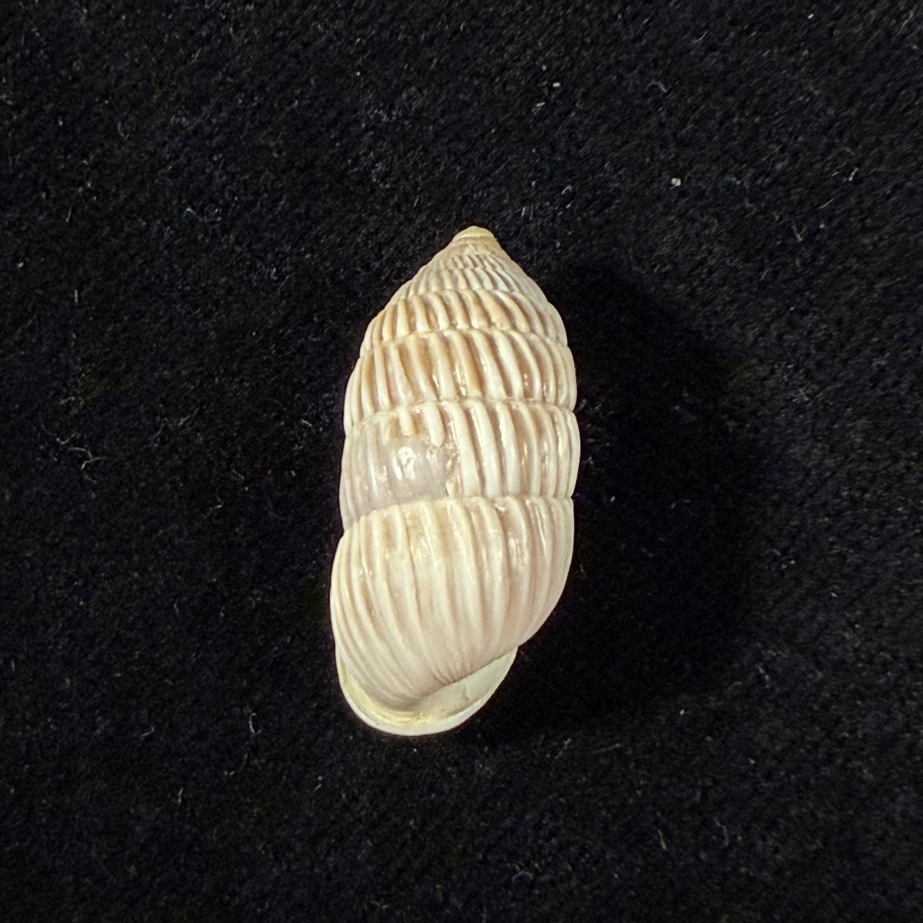 Cerion liliorum Clench, 1938 - 24,9mm