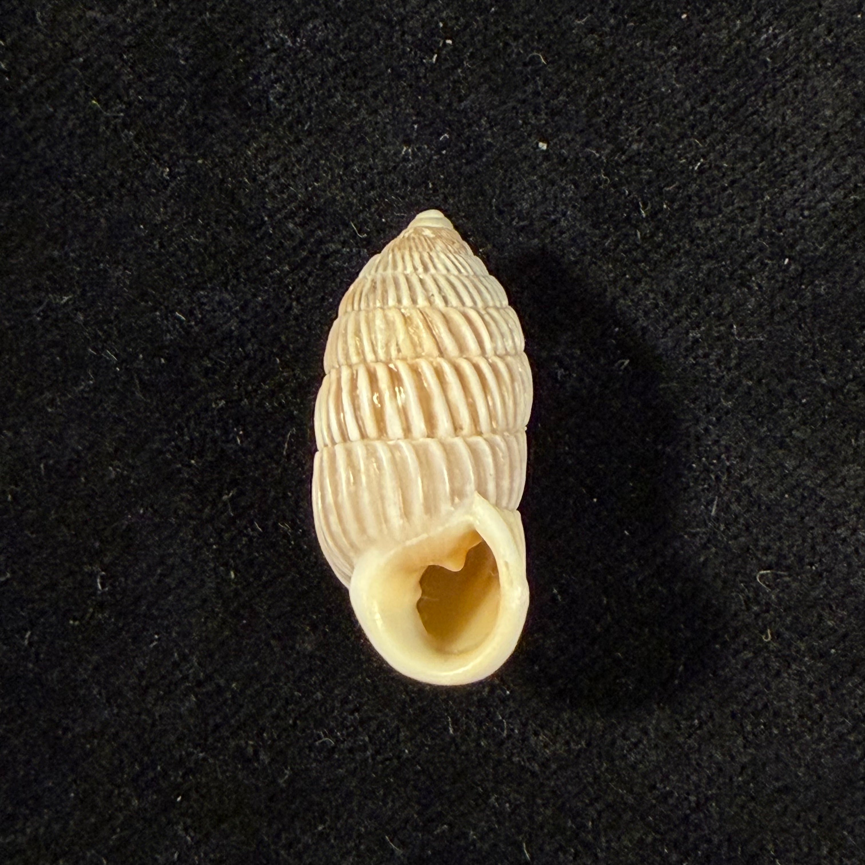Cerion liliorum Clench, 1938 - 24,9mm