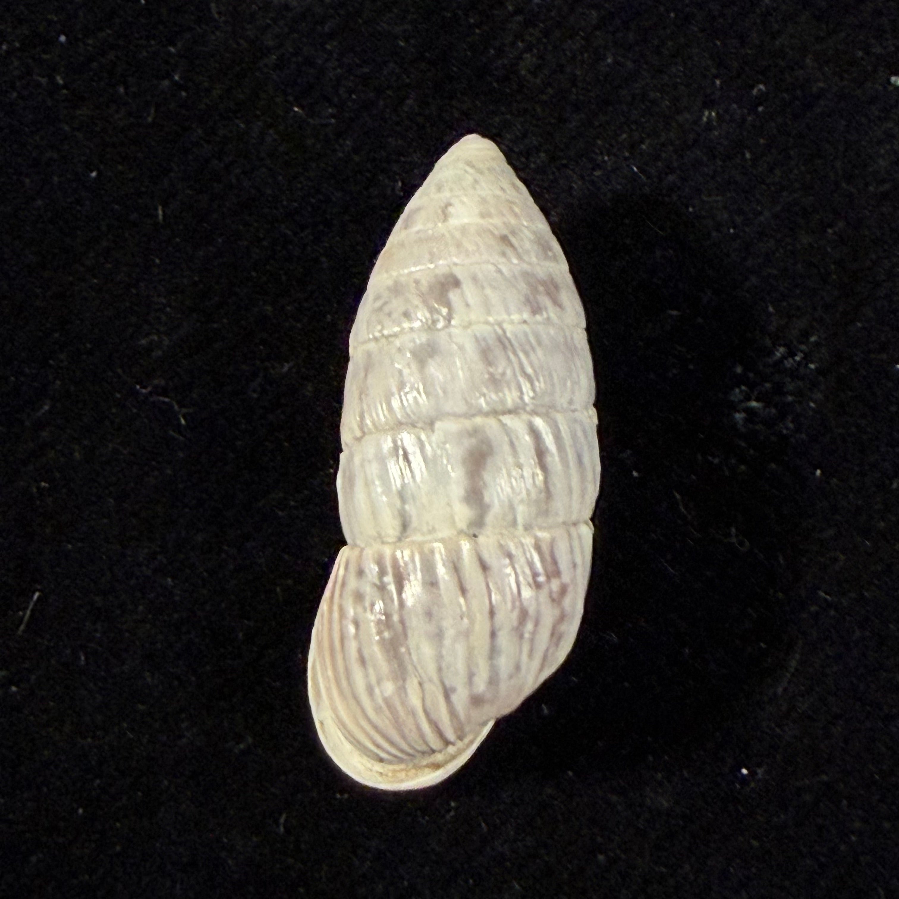 Cerion eleutherae Pilsbry & Vanatta, 1896 - 26mm