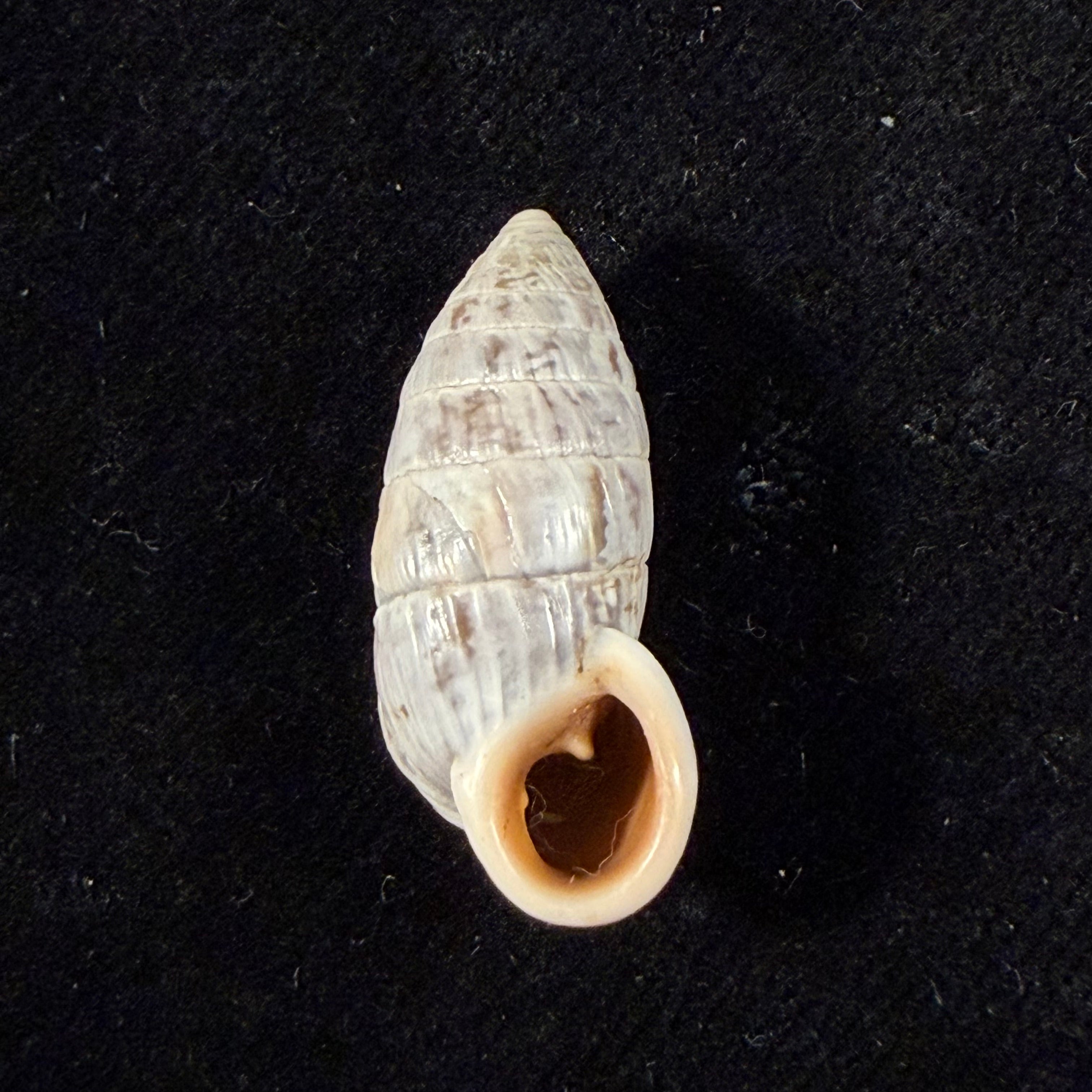 Cerion eleutherae Pilsbry & Vanatta, 1896 - 26mm