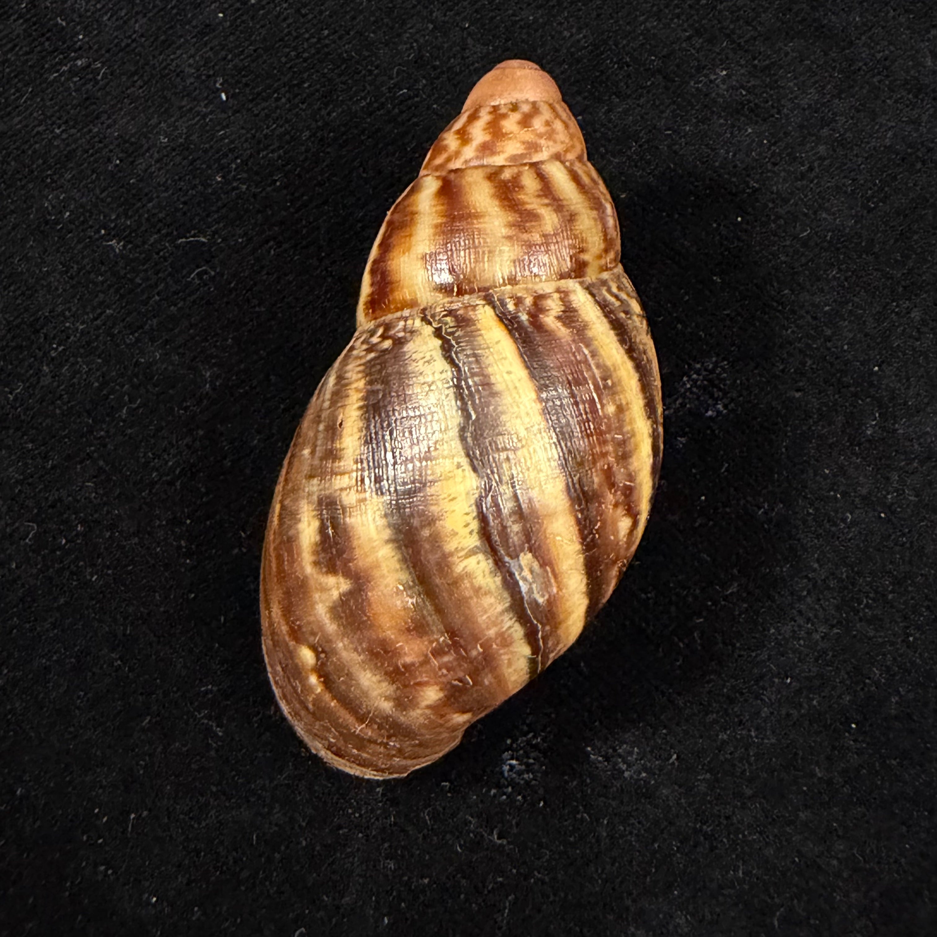 Achatina oblitterata Dautzenberg, 1891 - 56,8mm