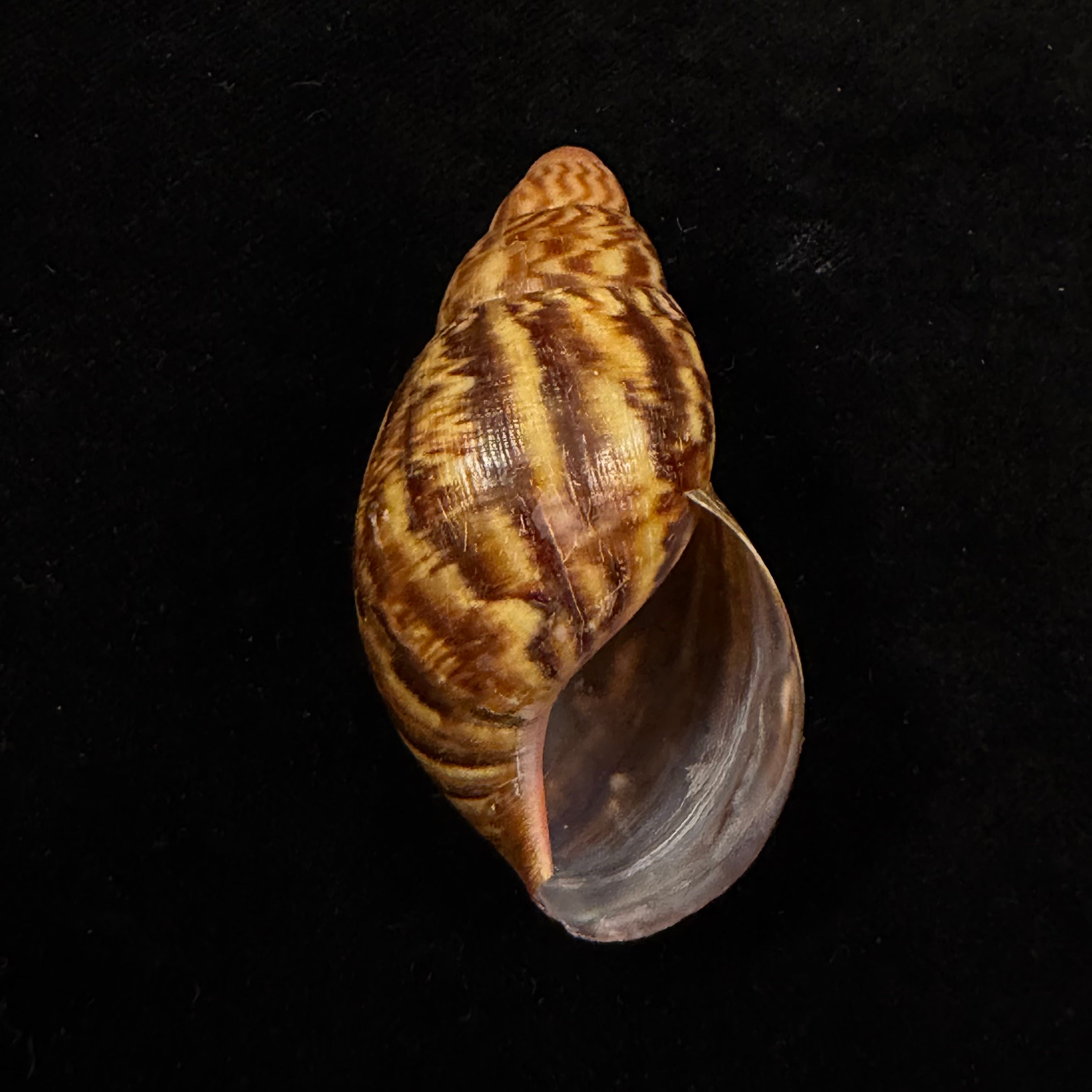Achatina oblitterata Dautzenberg, 1891 - 56,8mm