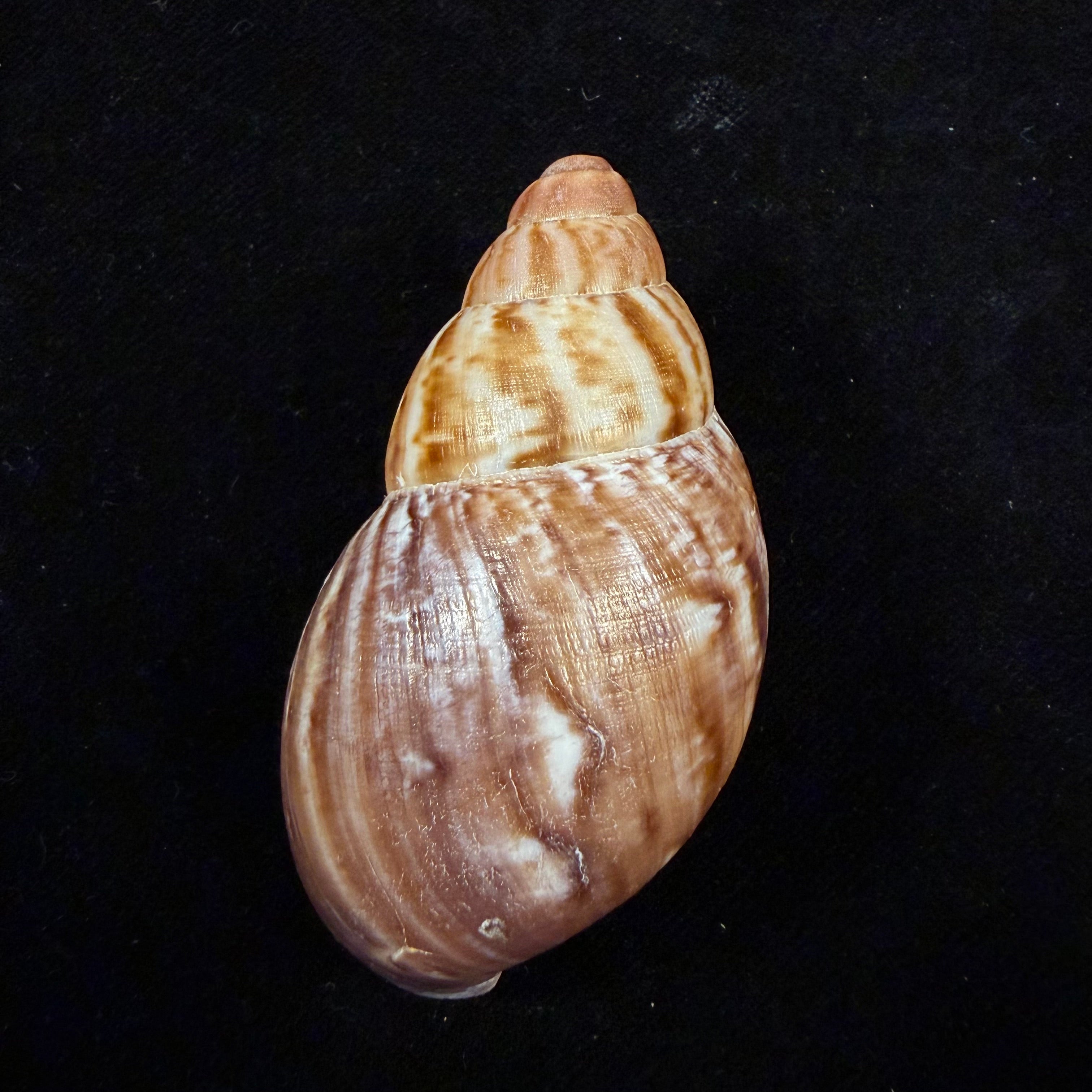Achatina oblitterata Dautzenberg, 1891 - 66,1mm
