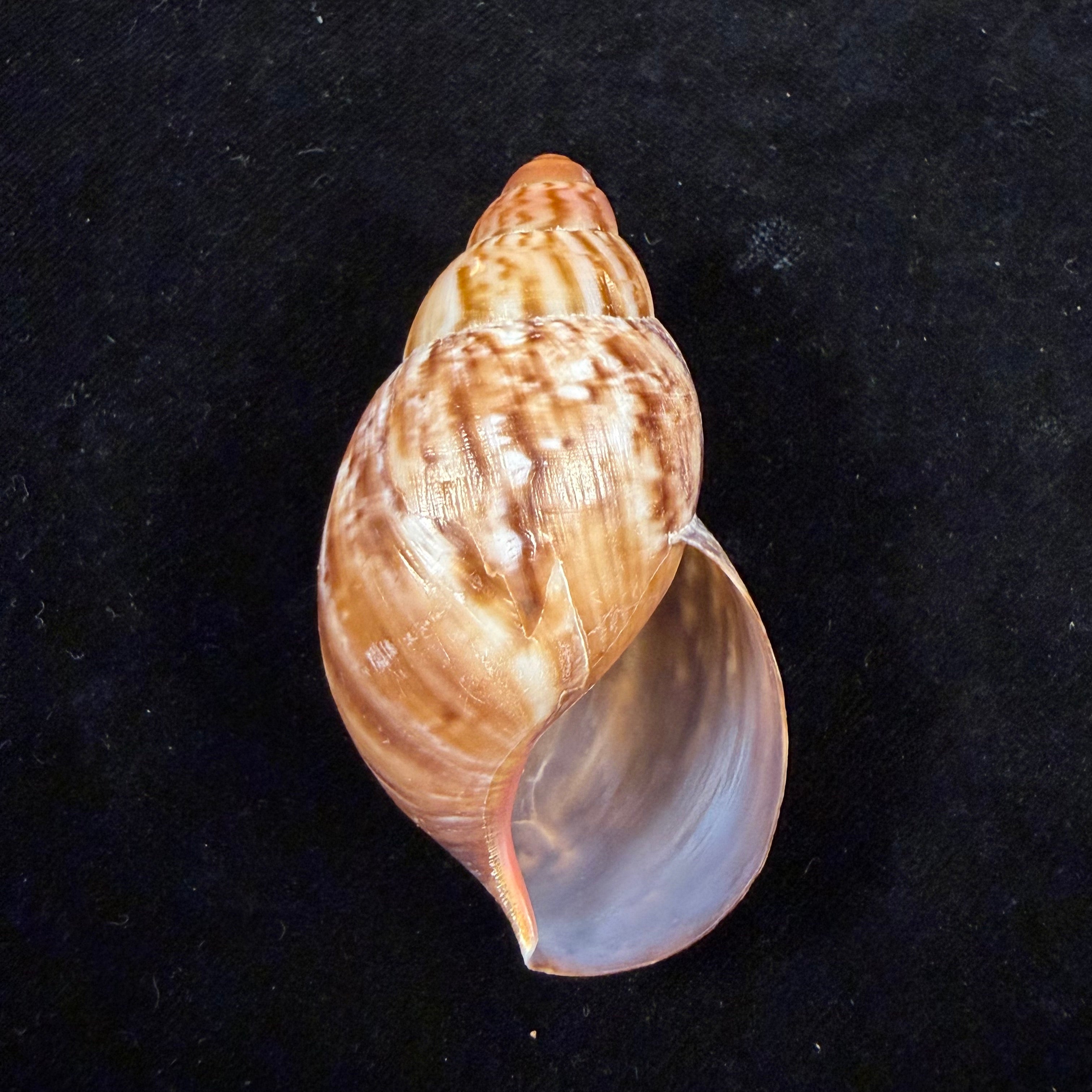 Achatina oblitterata Dautzenberg, 1891 - 66,1mm