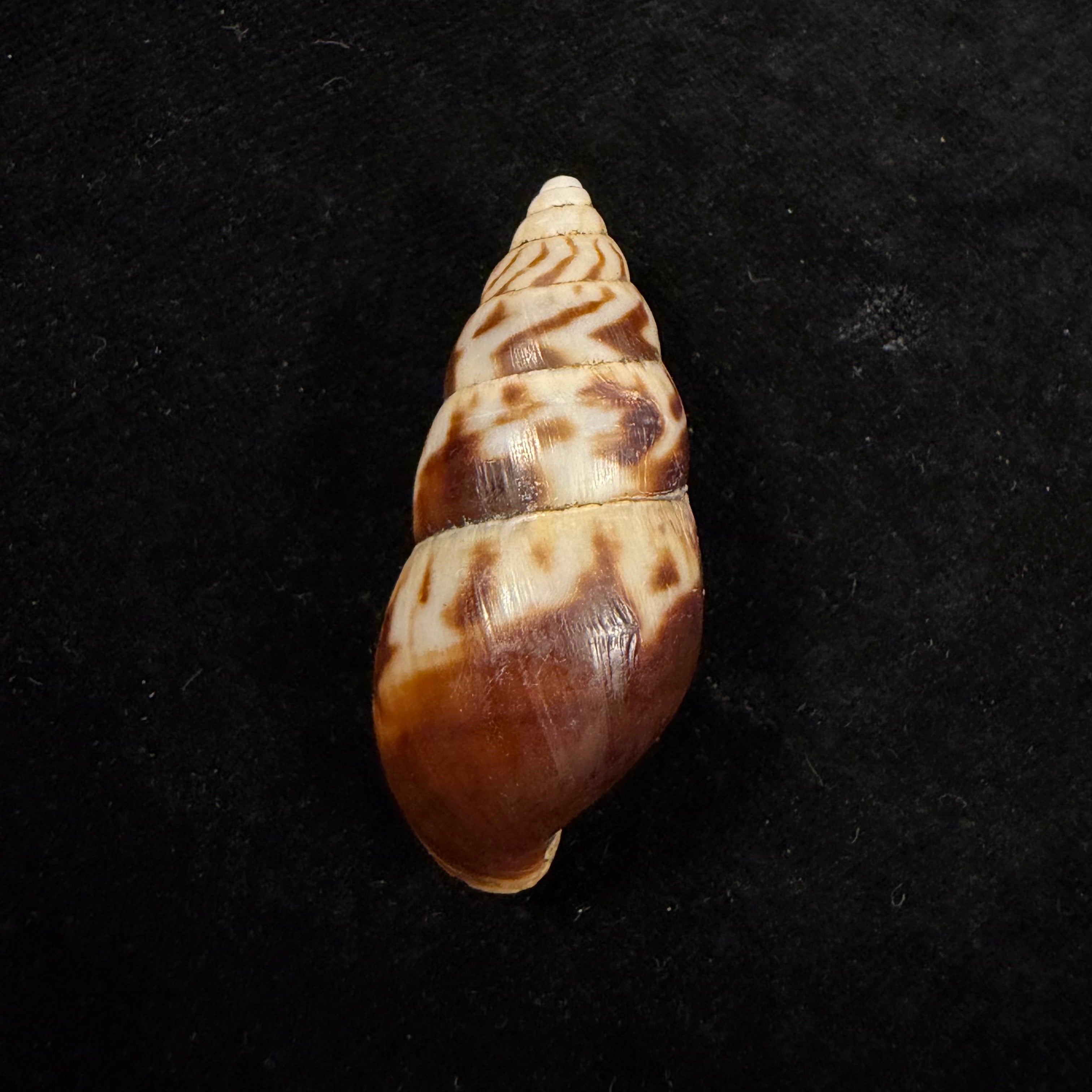 Limicolaria numidica (L. Reeve, 1848) - 46,5mm