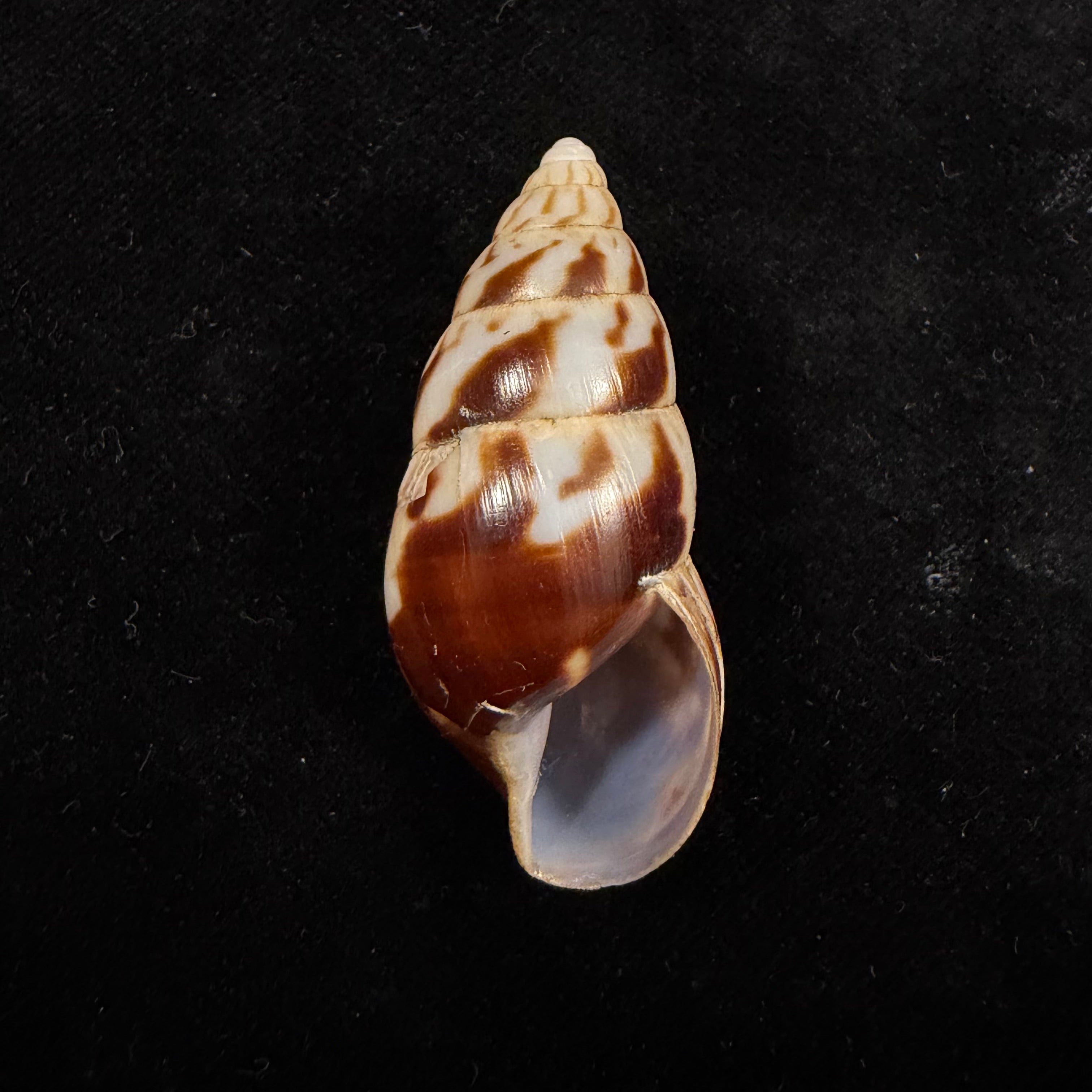 Limicolaria numidica (L. Reeve, 1848) - 46,5mm