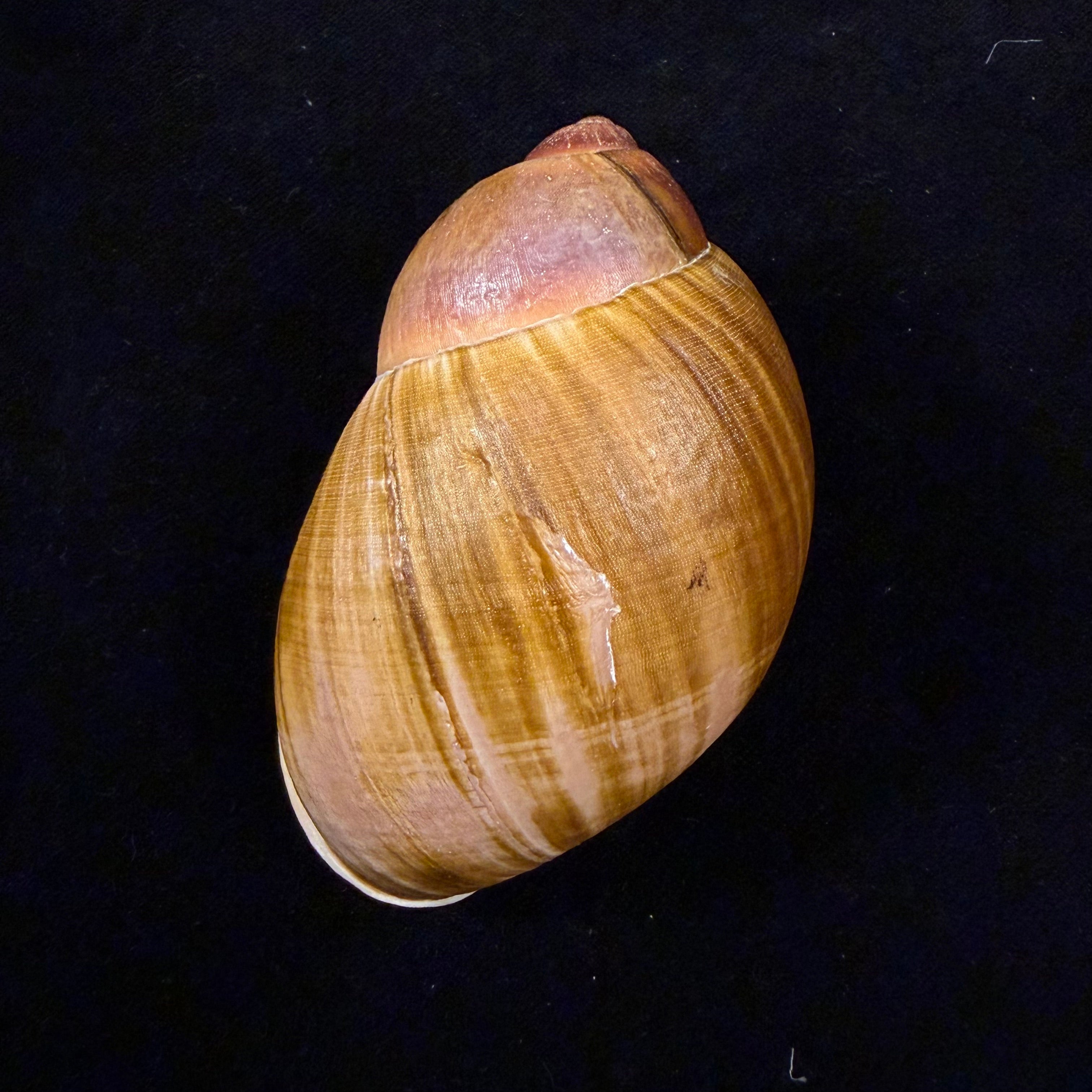 Megalobulimus parafragilior Leme & Indrusiak, 1990 - 86,4mm