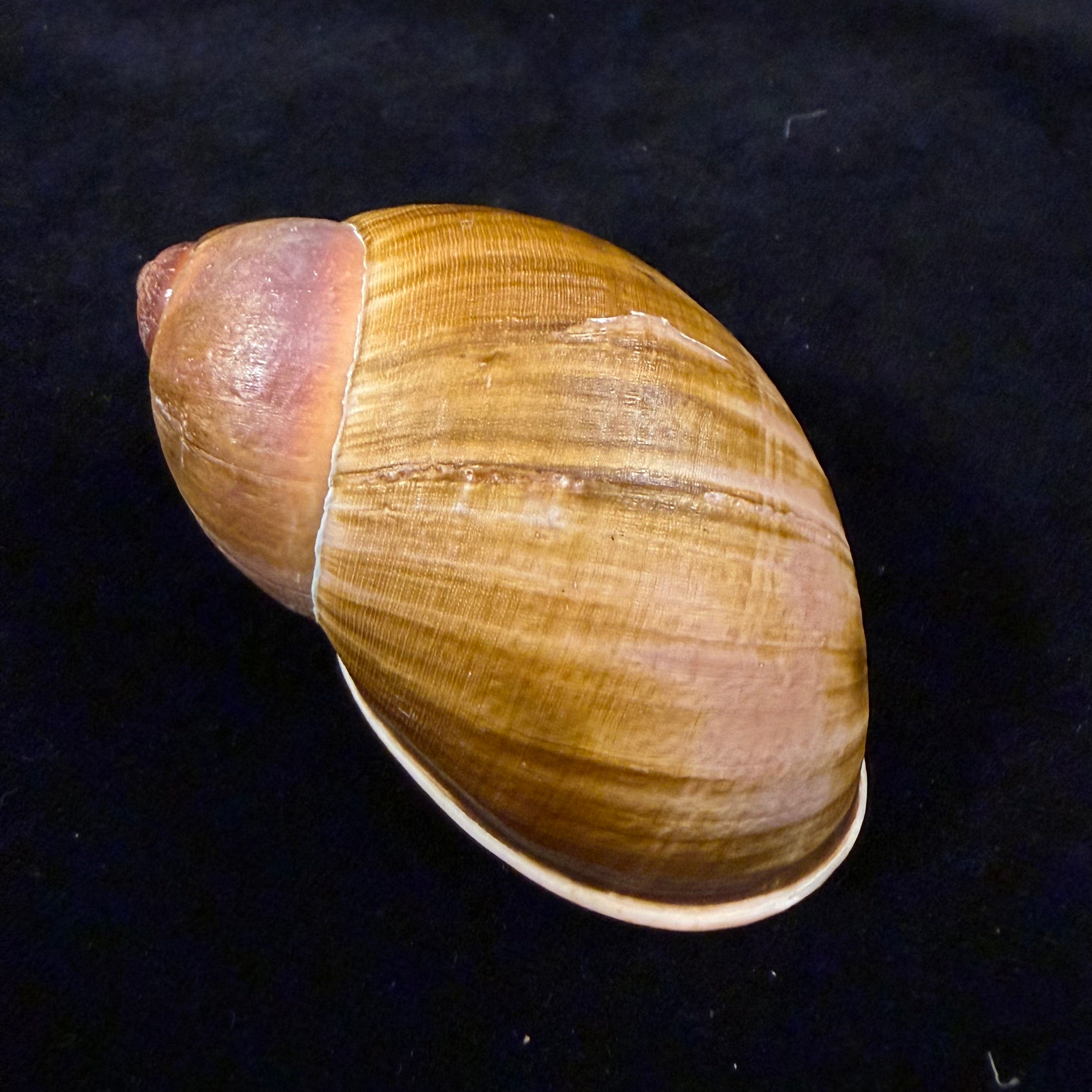 Megalobulimus parafragilior Leme & Indrusiak, 1990 - 86,4mm