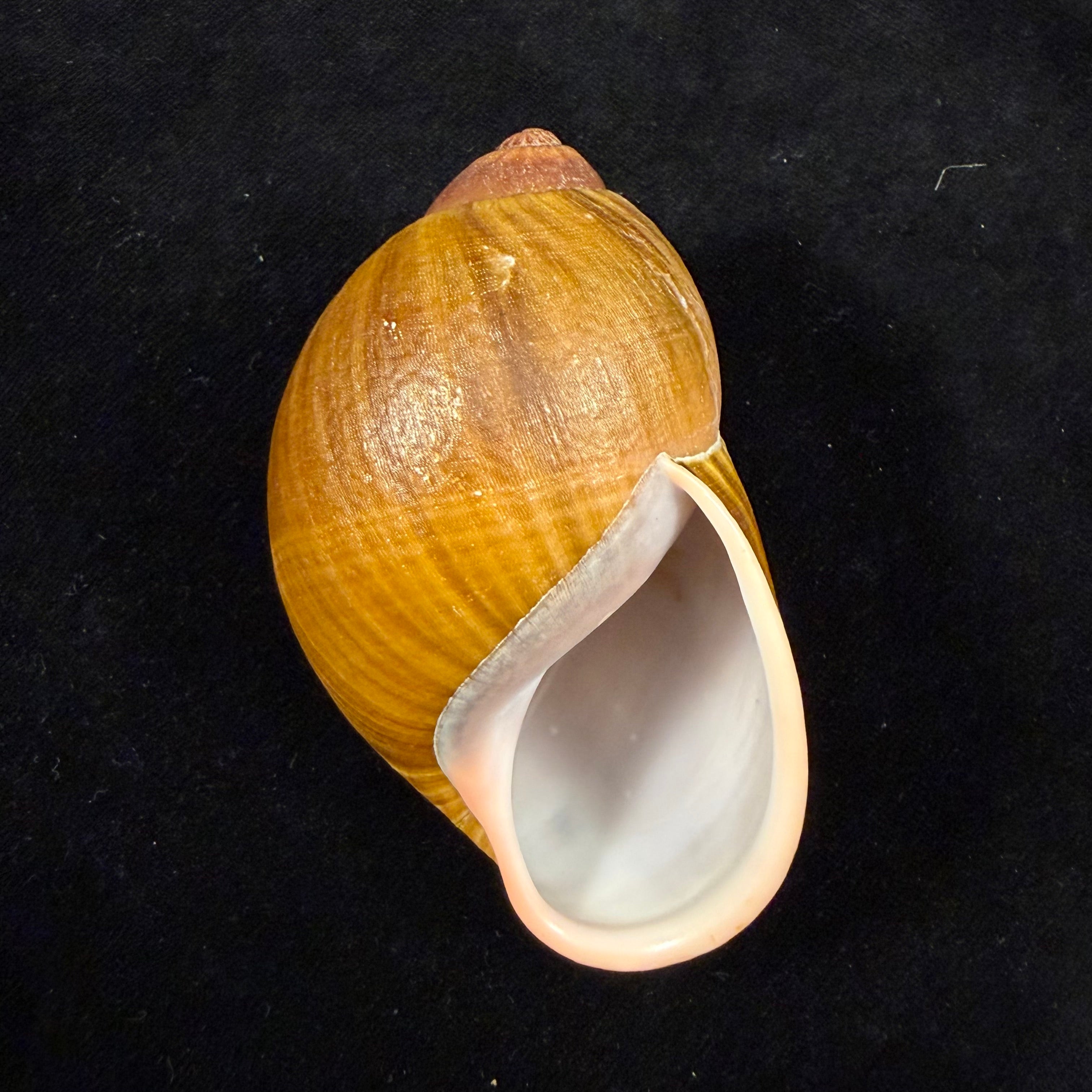 Megalobulimus parafragilior Leme & Indrusiak, 1990 - 86,4mm