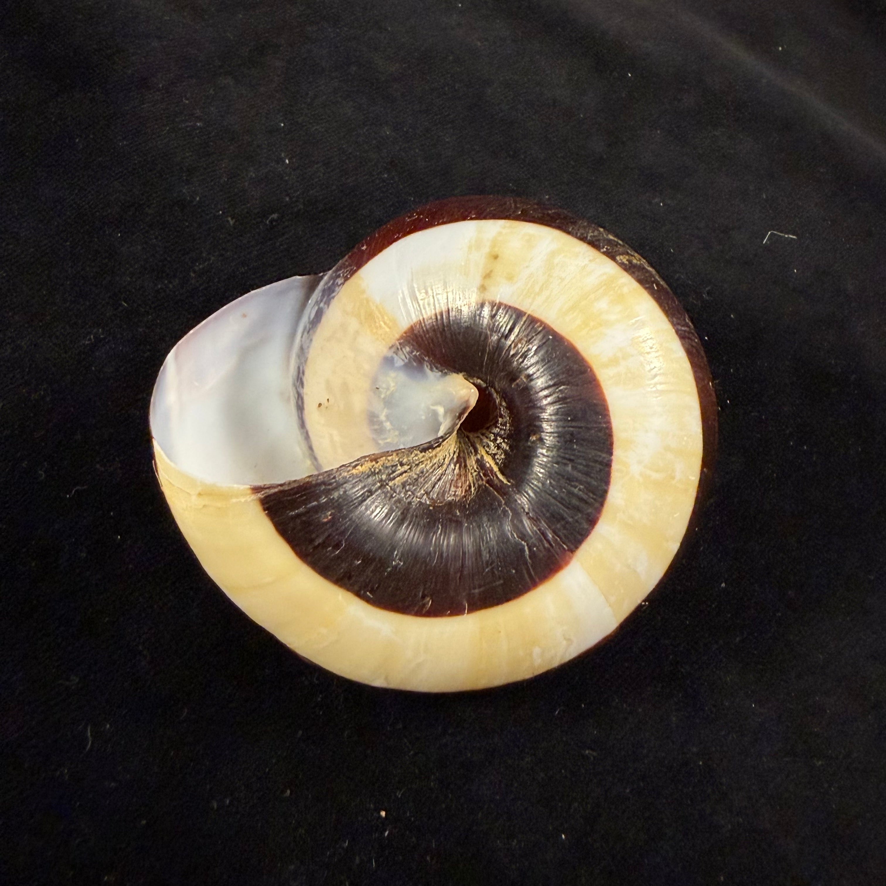 Bertia cambojiensis (Reeve, 1860) - 68,5mm