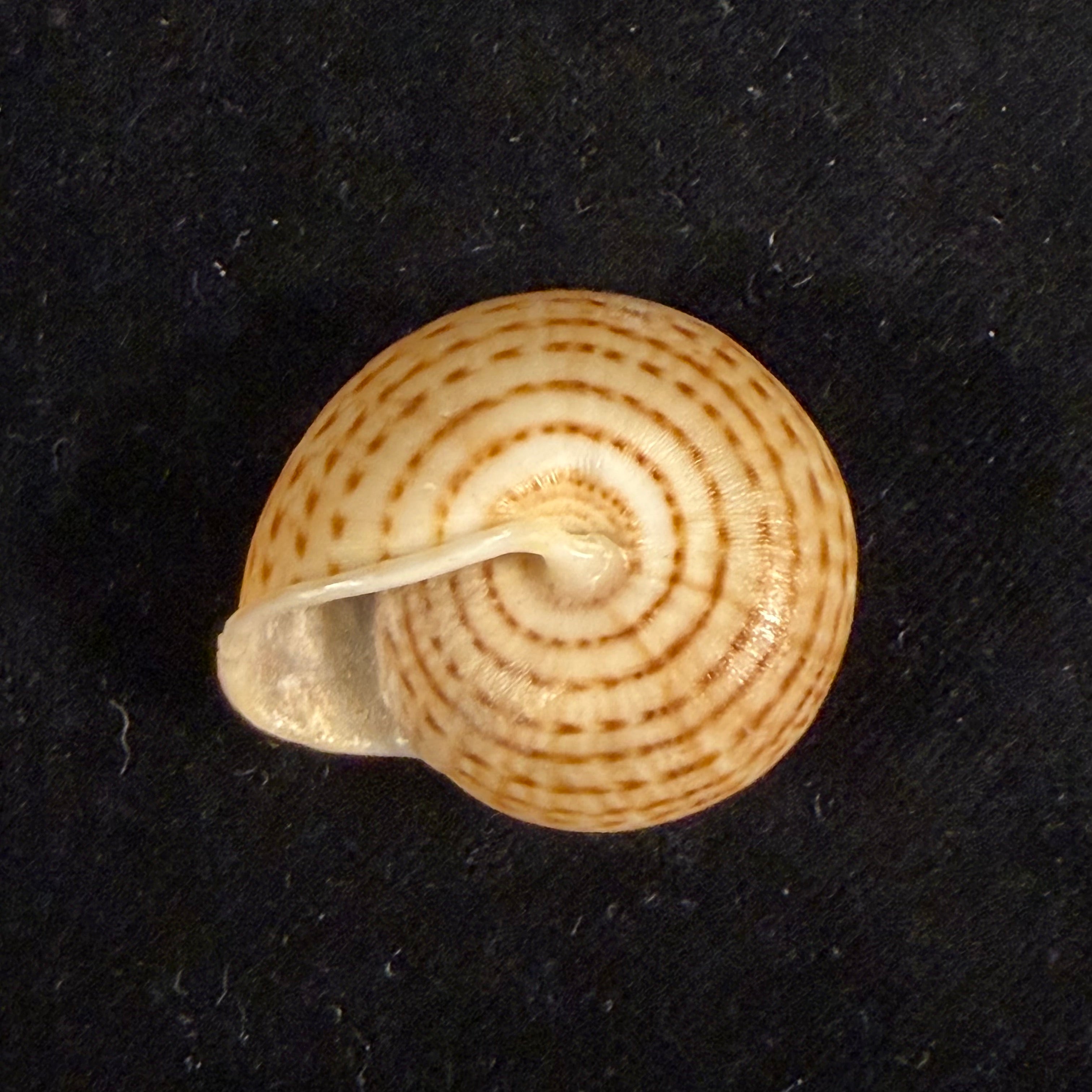 Solaropsis brasiliana (Deshayes, 1832) - 32,7mm