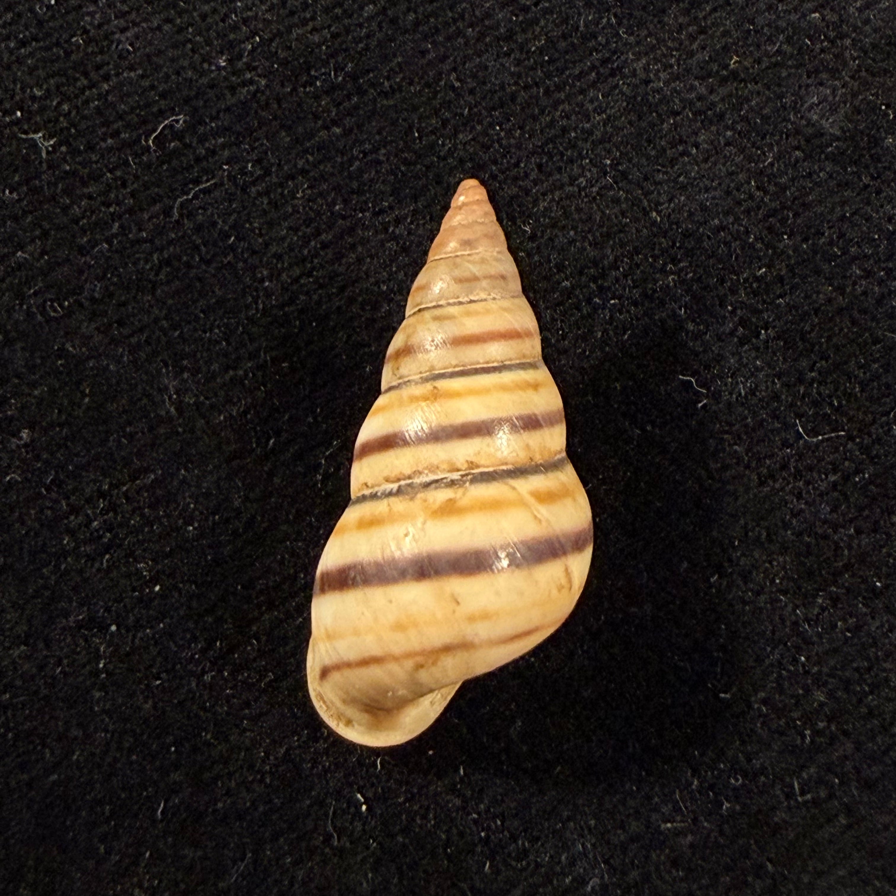 Sanniostracus obliquus (Reeve, 1849) - 27,1mm