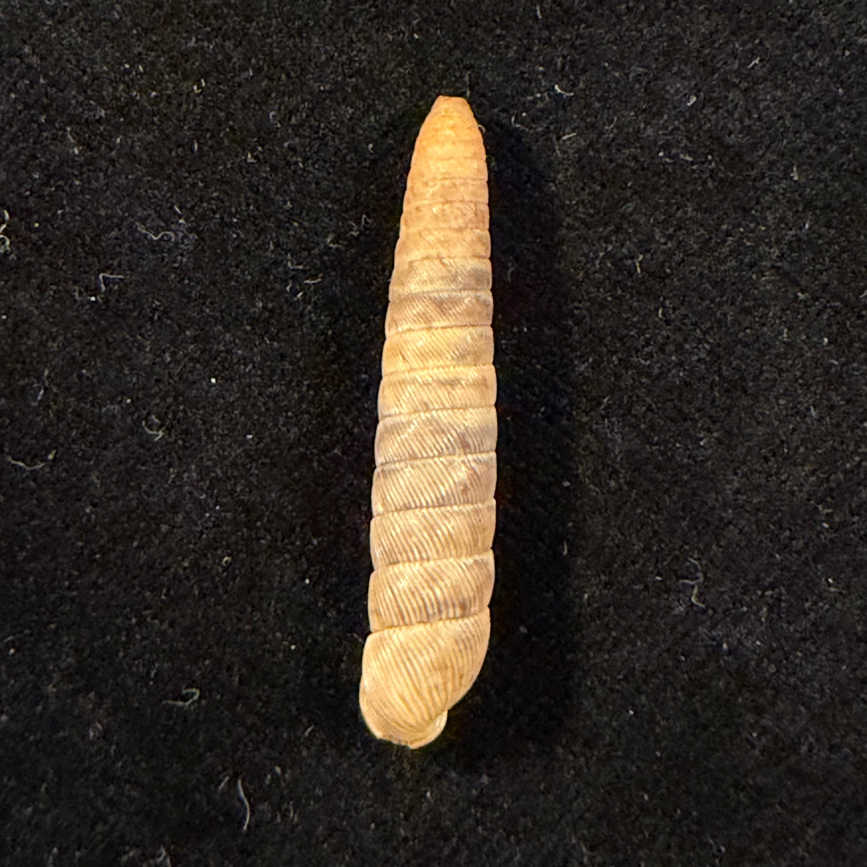 Megaspira elata (A. A. Gould, 1847) - 36,6mm