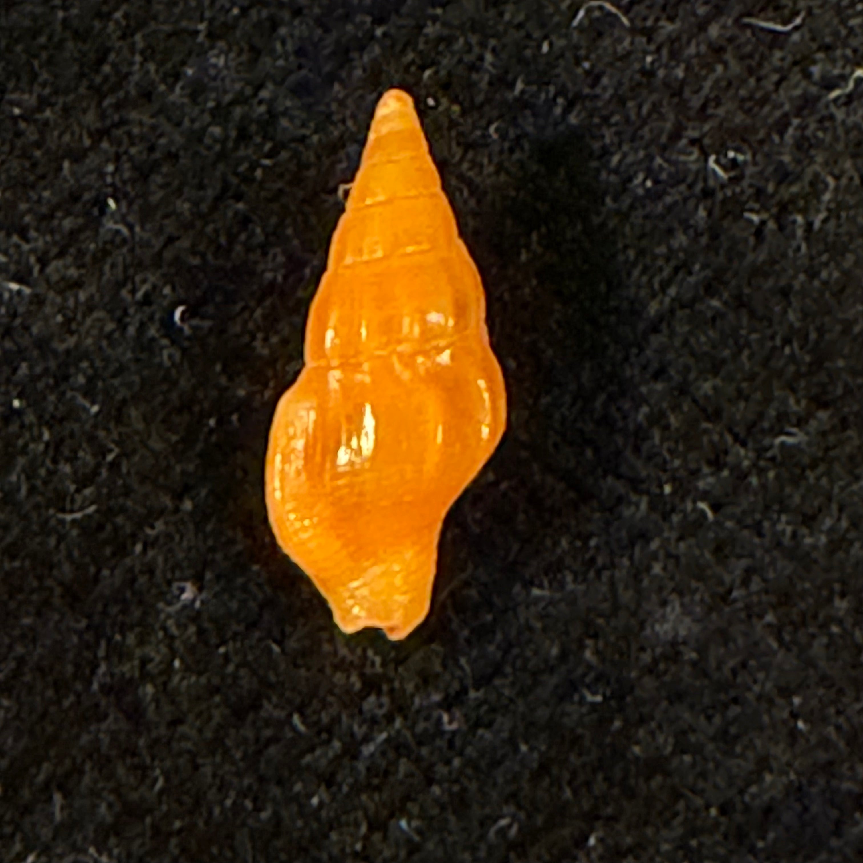 Anachis carloslirae P. M. S. Costa, 1996 - 12,5mm