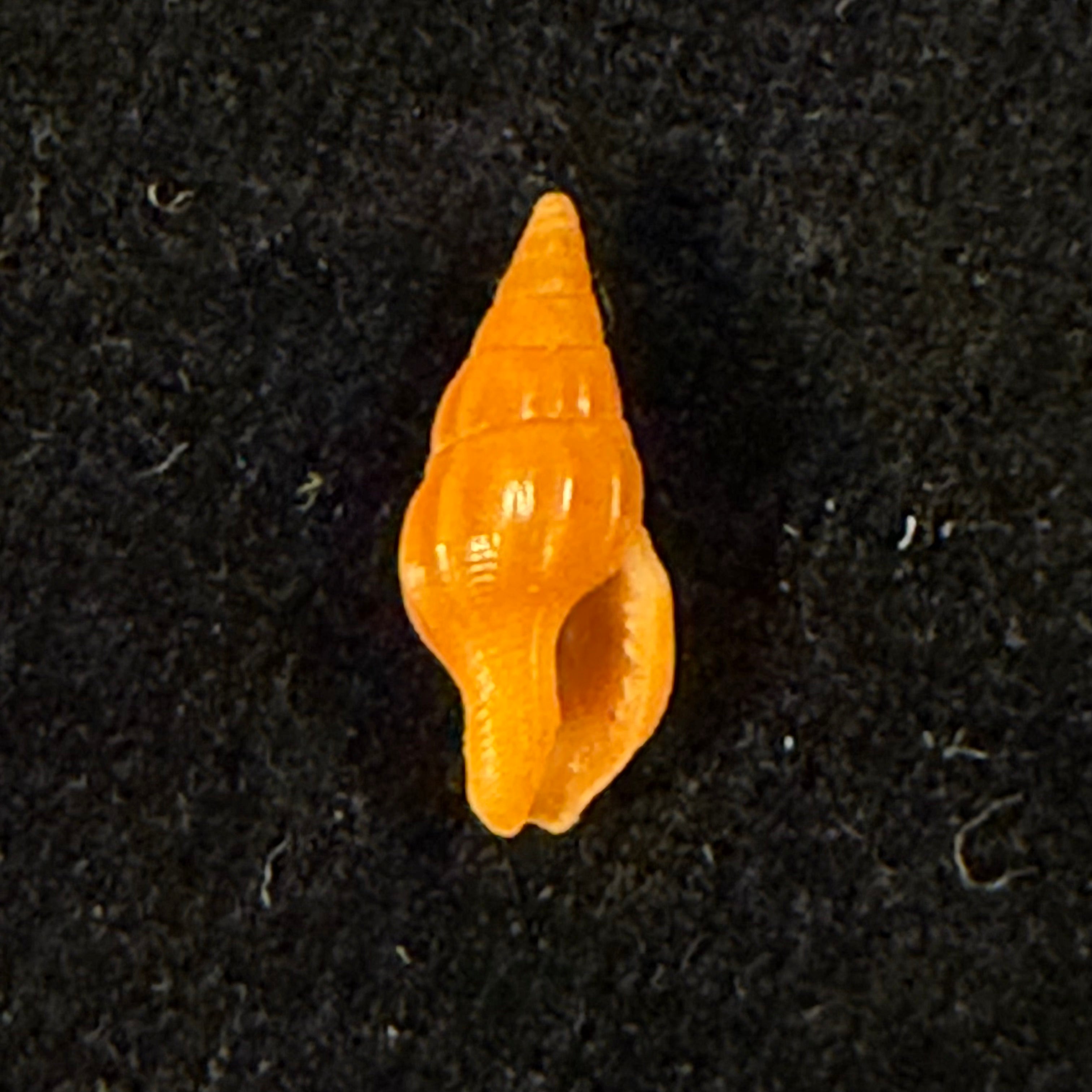 Anachis carloslirae P. M. S. Costa, 1996 - 12,5mm