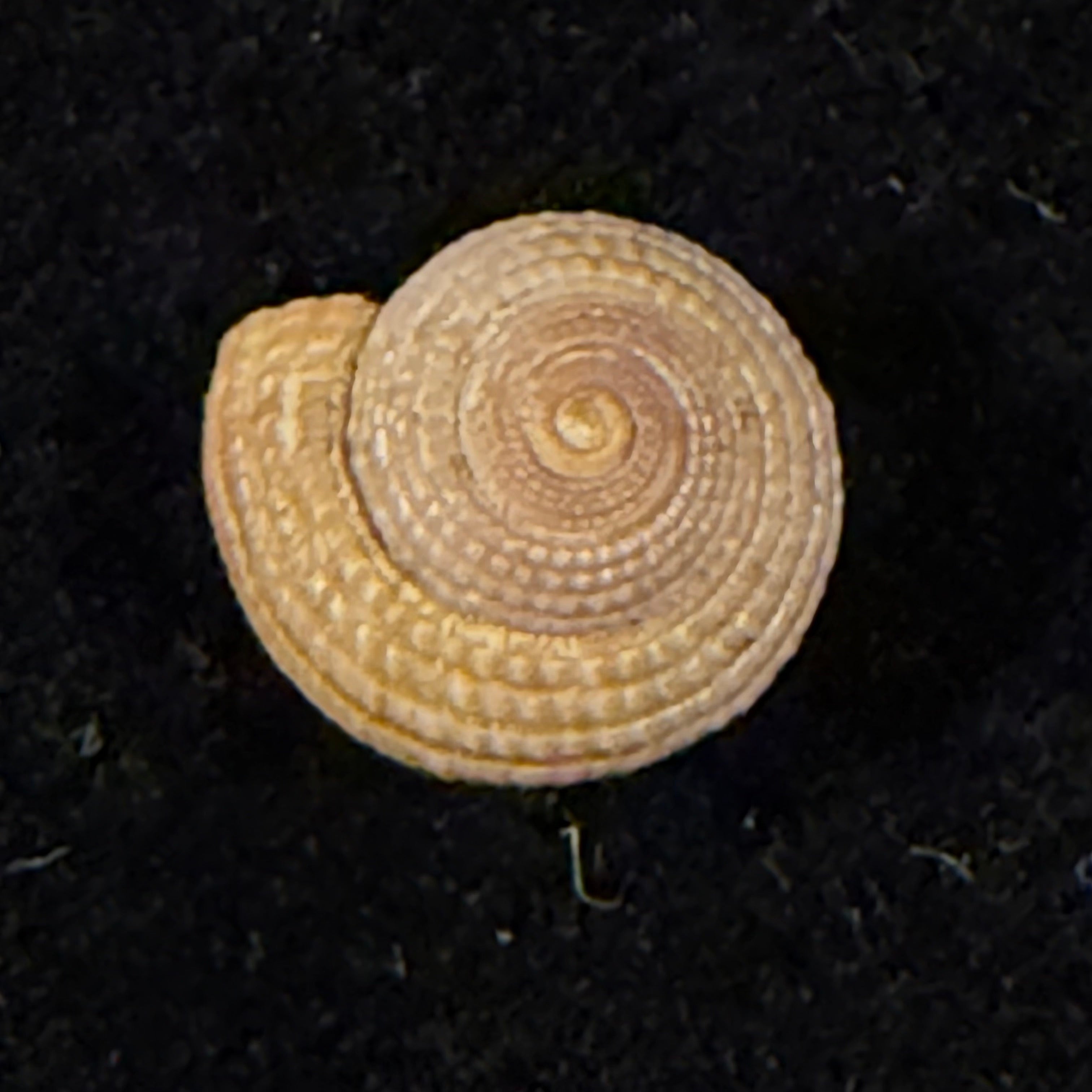 Heliacus infundibuliformis perrieri (Rochebrune, 1881) - 9,6mm