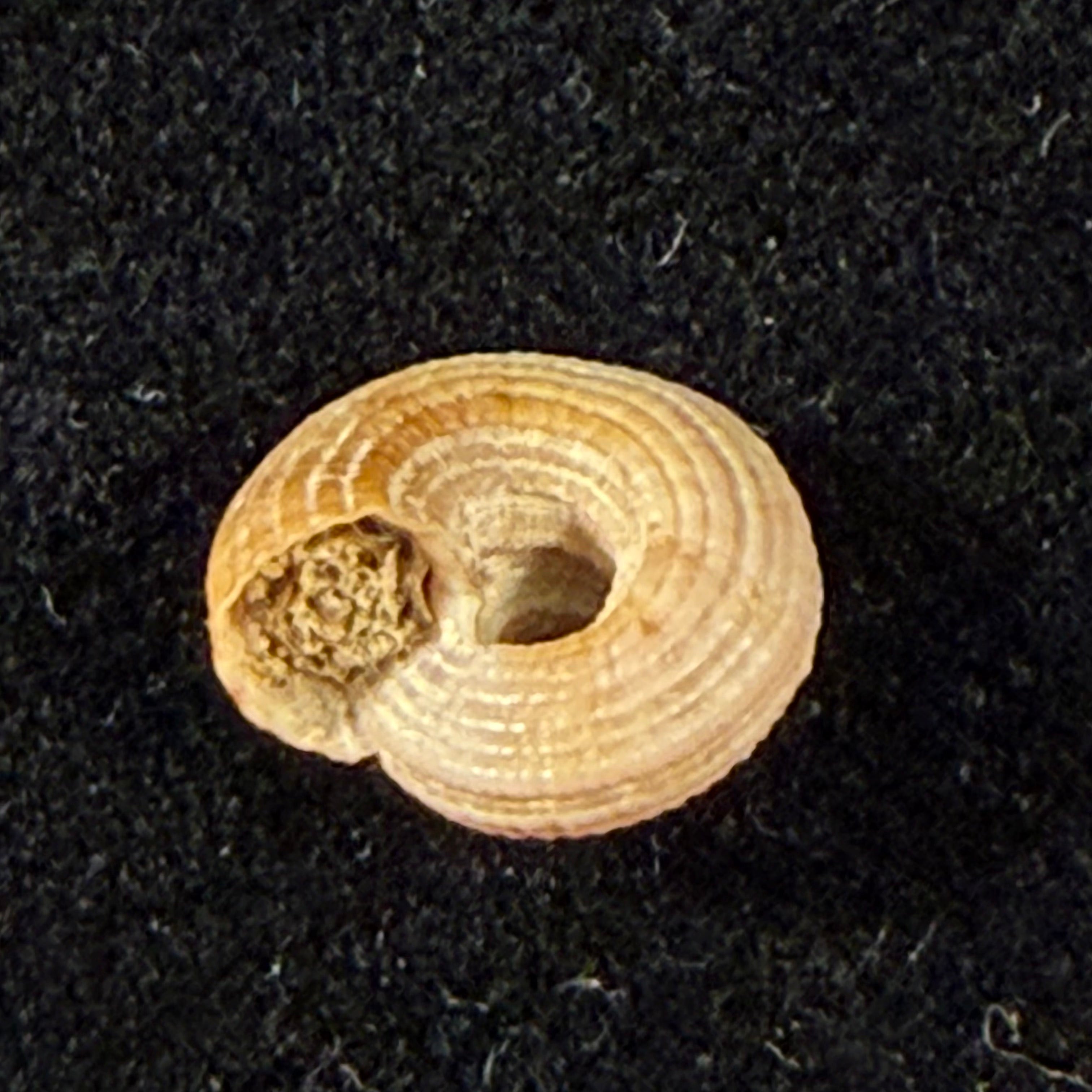 Heliacus infundibuliformis perrieri (Rochebrune, 1881) - 9,6mm
