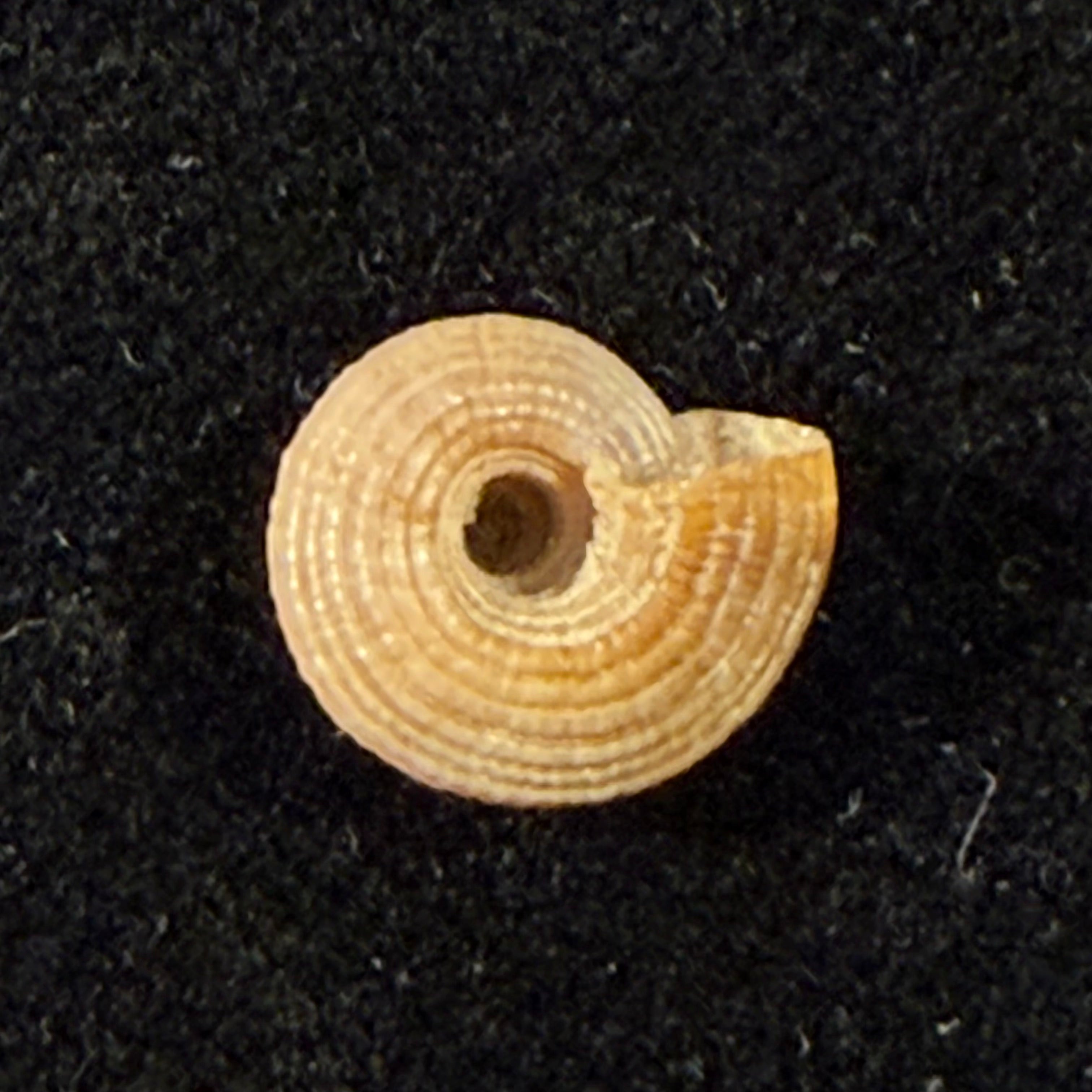 Heliacus infundibuliformis perrieri (Rochebrune, 1881) - 9,6mm