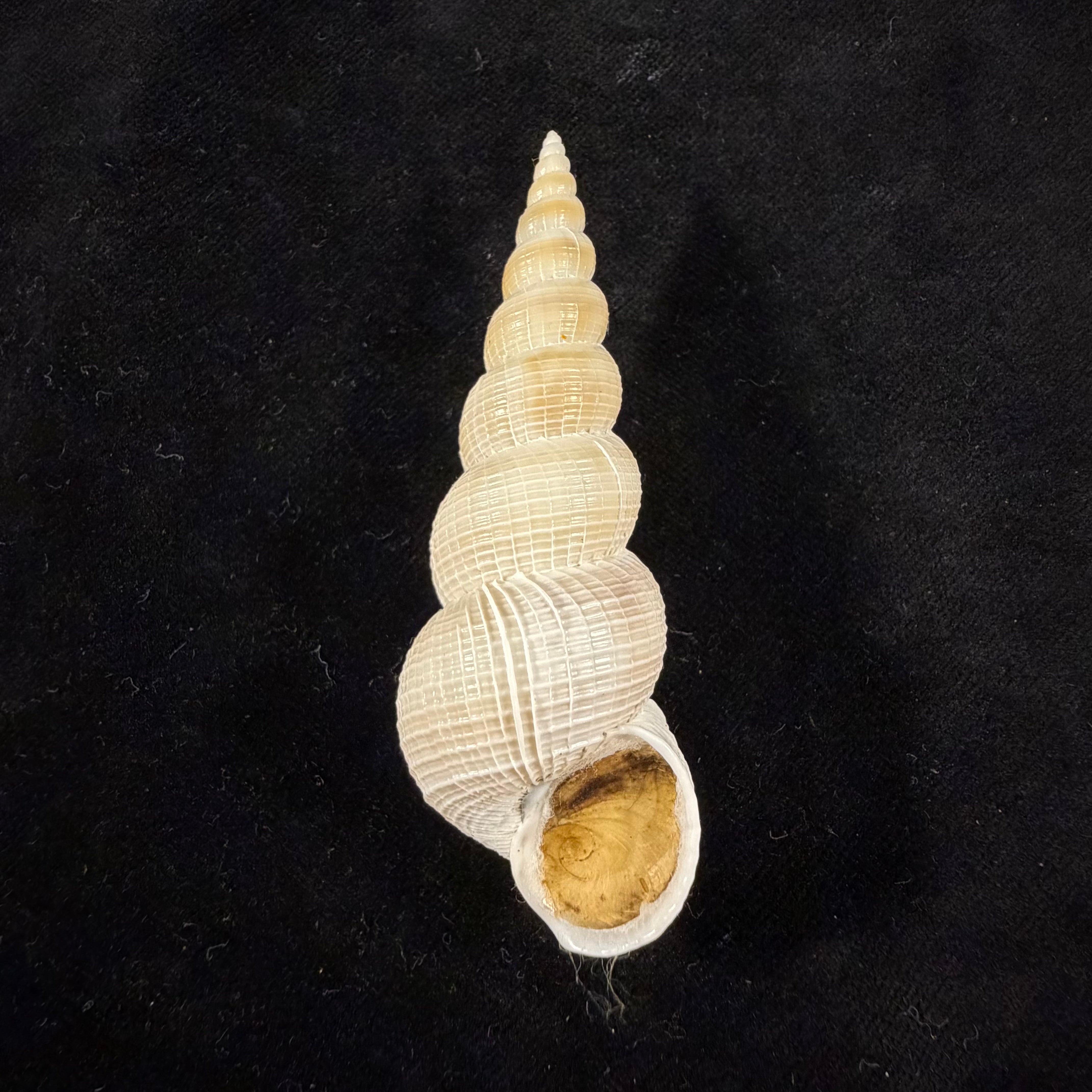 Amaea magnifica (G. B. Sowerby II, 1844) - 78,4mm