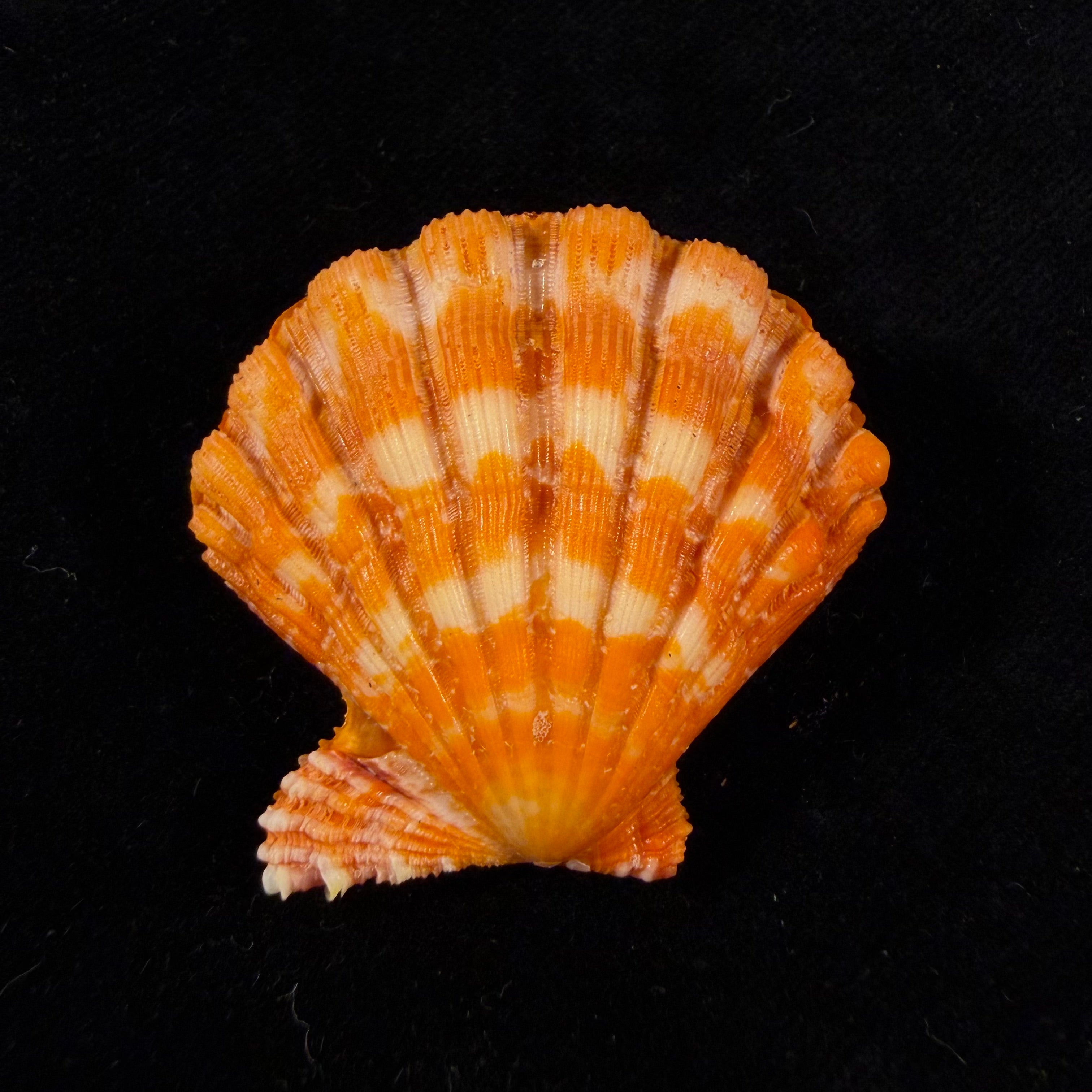 Nodipecten nodosus (Linnaeus, 1758) - 36,8mm