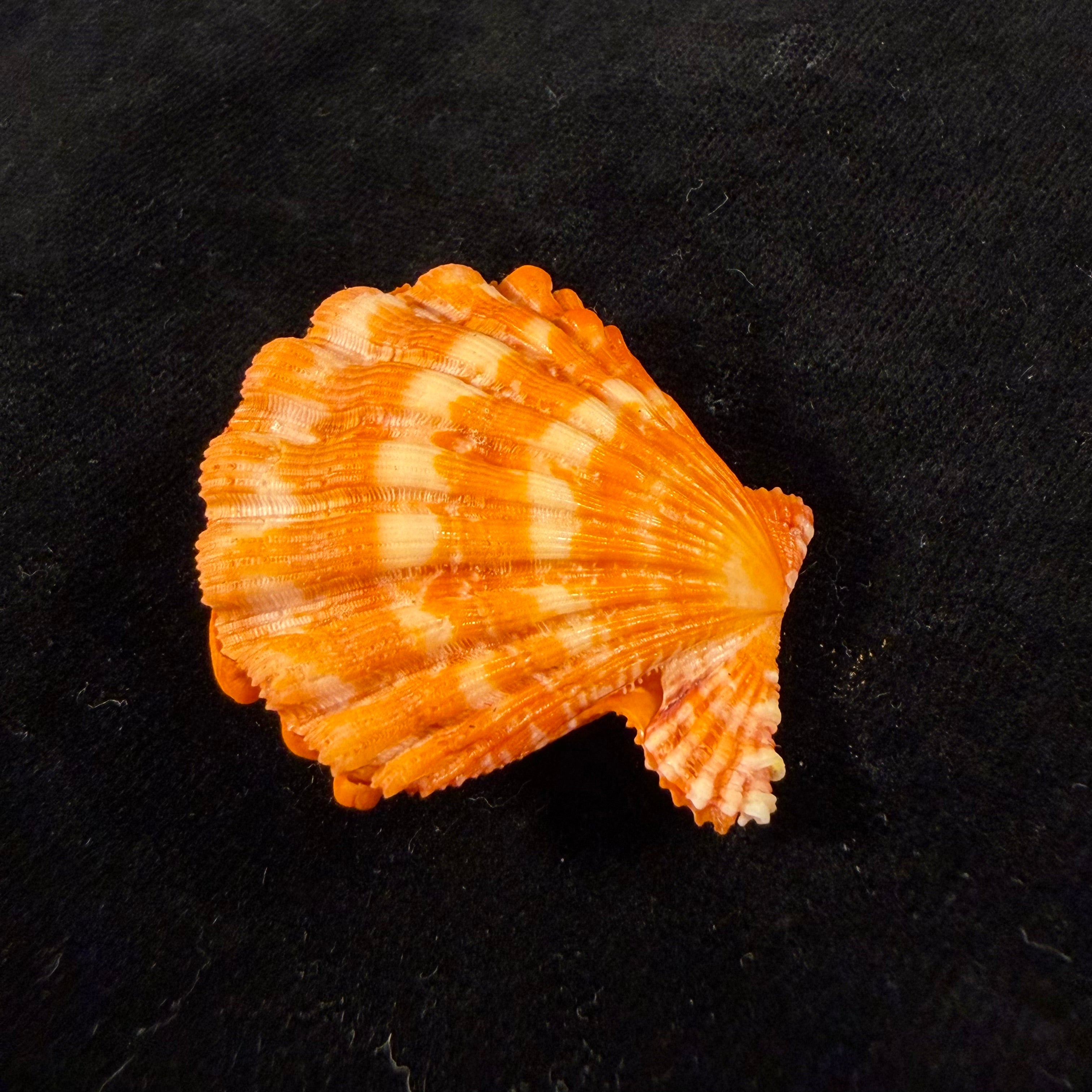 Nodipecten nodosus (Linnaeus, 1758) - 36,8mm