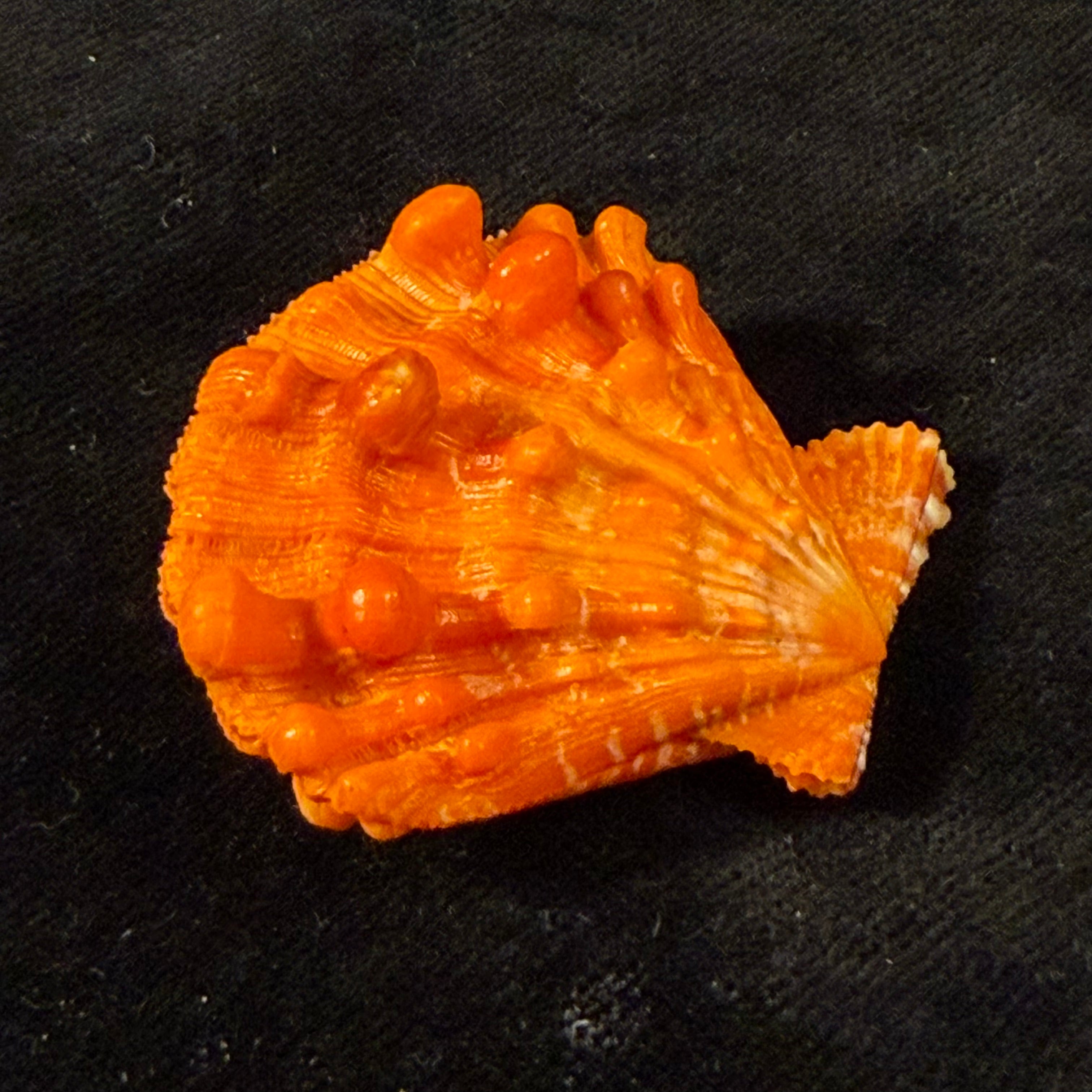 Nodipecten nodosus (Linnaeus, 1758) - 36,8mm