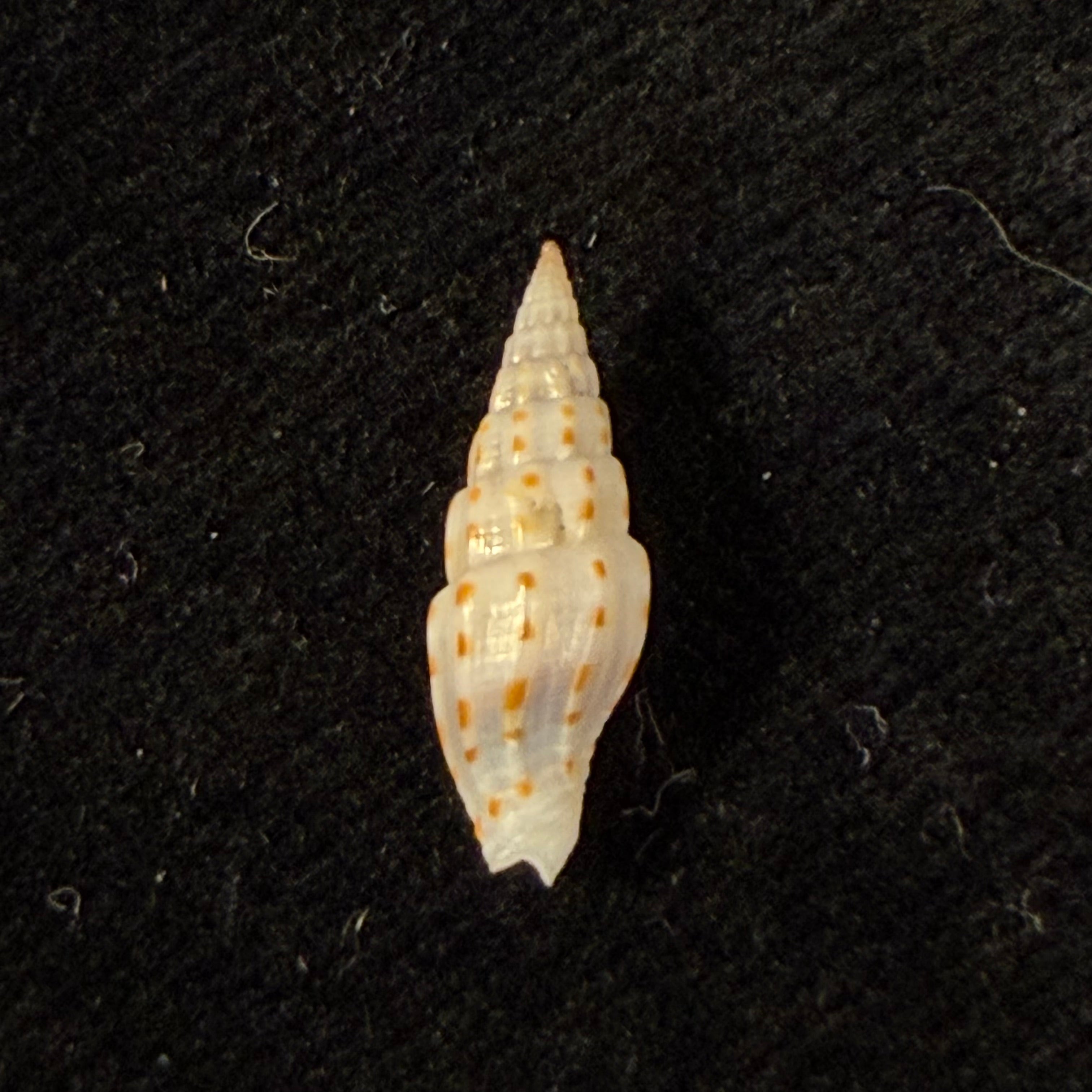 Vexillum michaui wilsi Buijse & H. Dekker, 1990 - 15,4mm