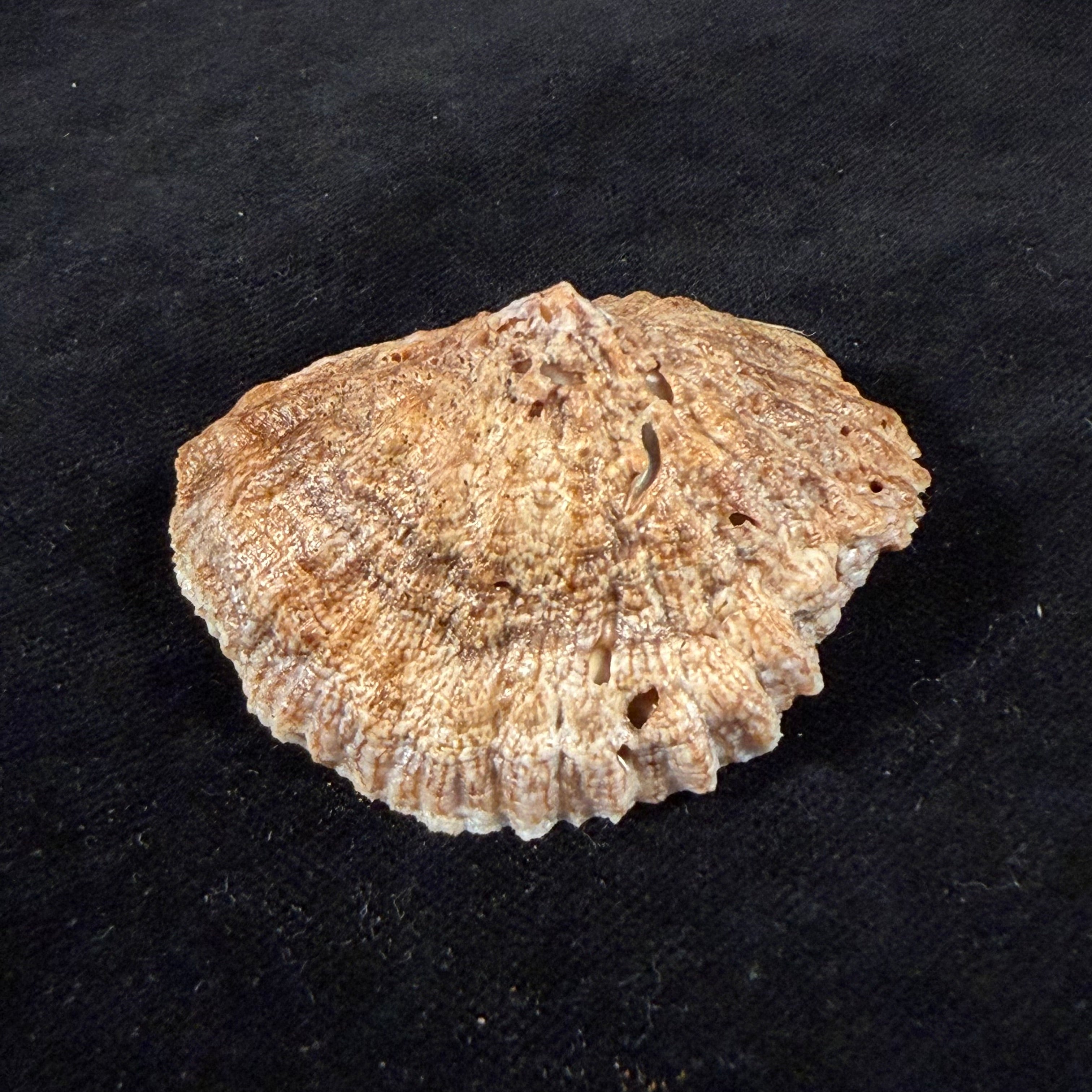Crucibulum scutellatum (W. Wood, 1828) - 56,2mm
