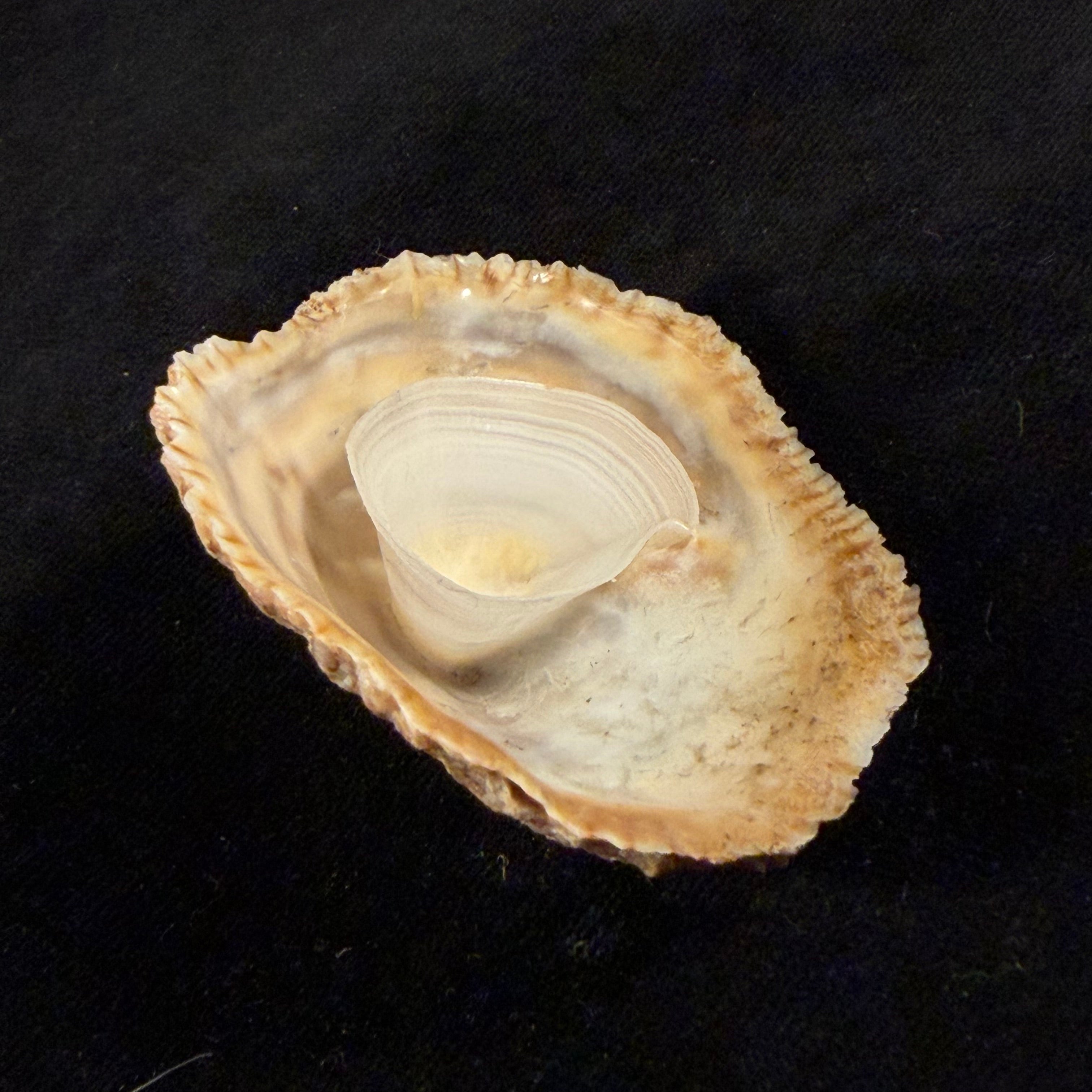 Crucibulum scutellatum (W. Wood, 1828) - 56,2mm