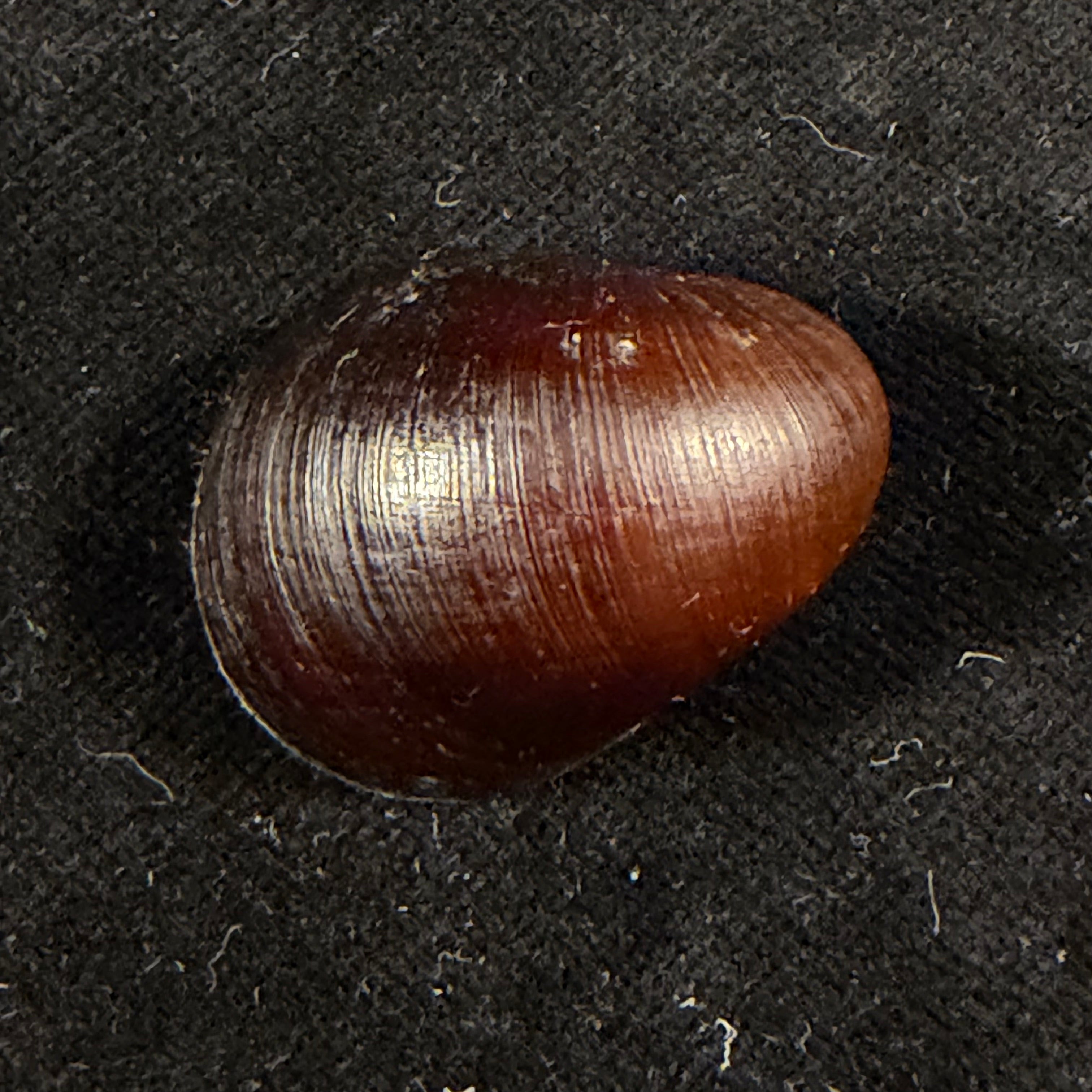 Neritona melanesica Riech, 1935 - 32,7mm
