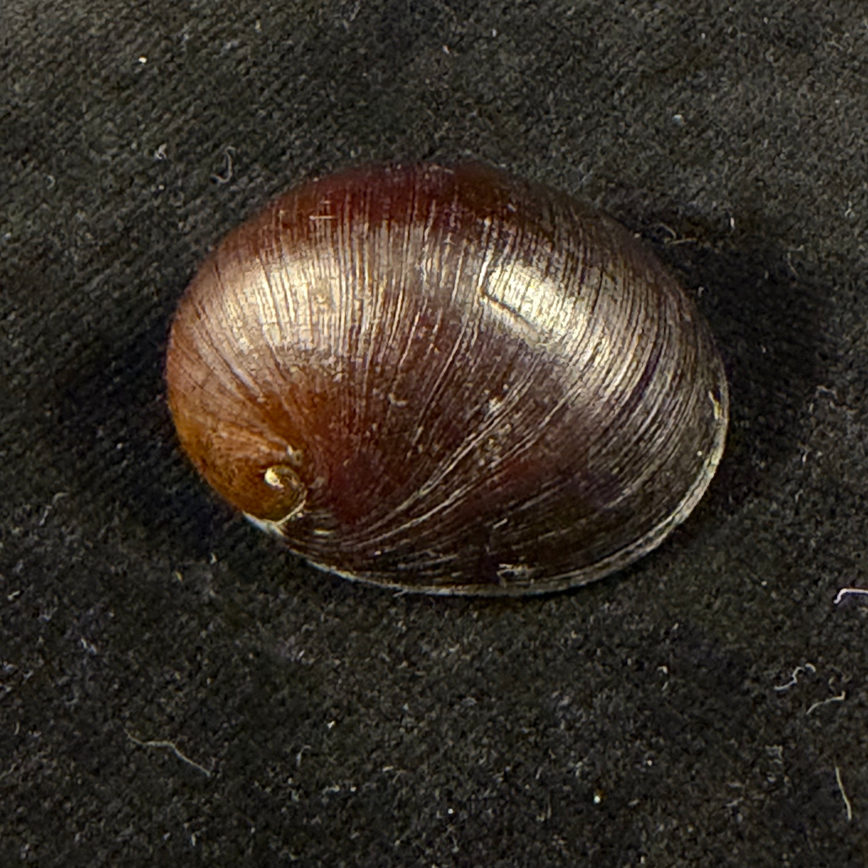 Neritona melanesica Riech, 1935 - 32,7mm