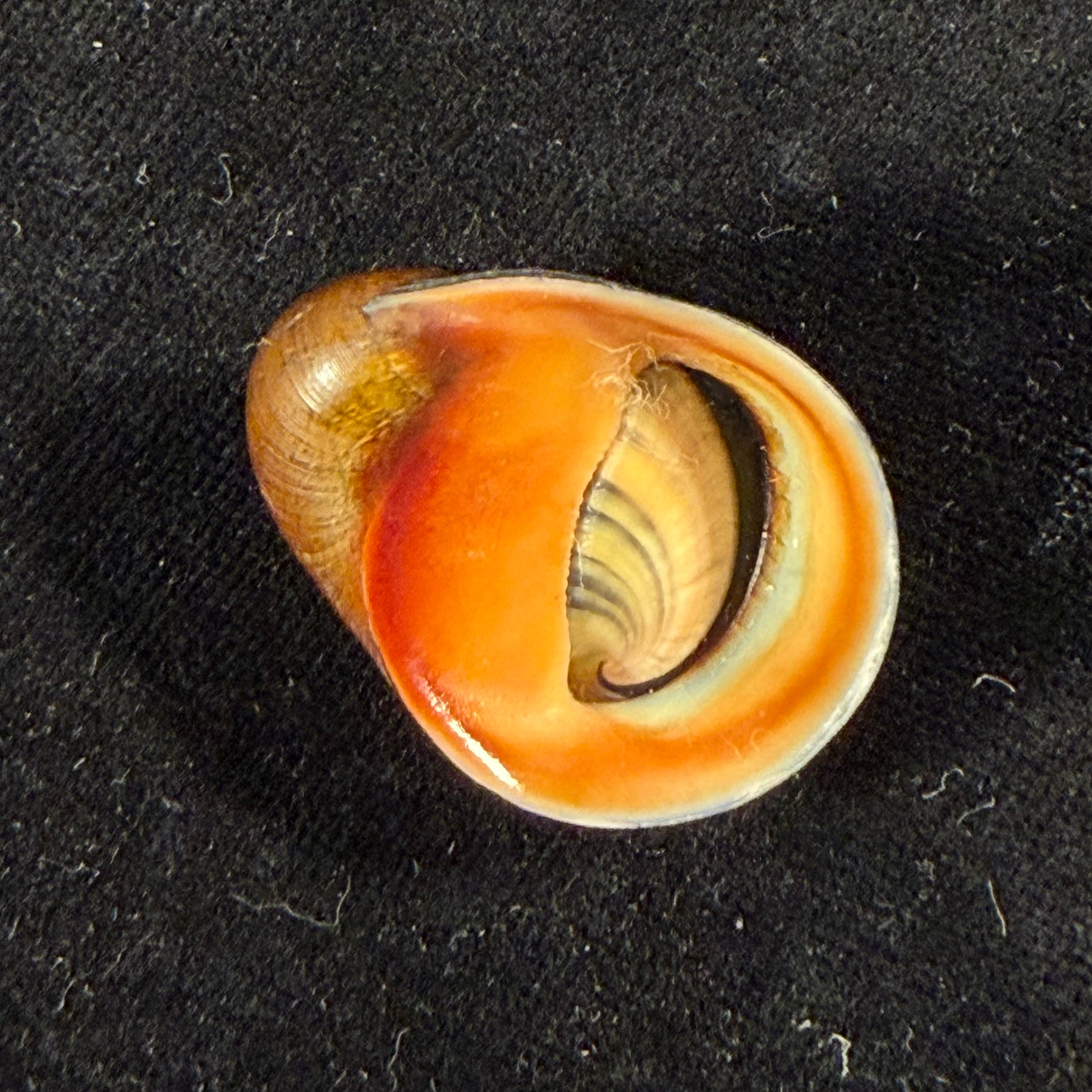 Neritona melanesica Riech, 1935 - 32,7mm