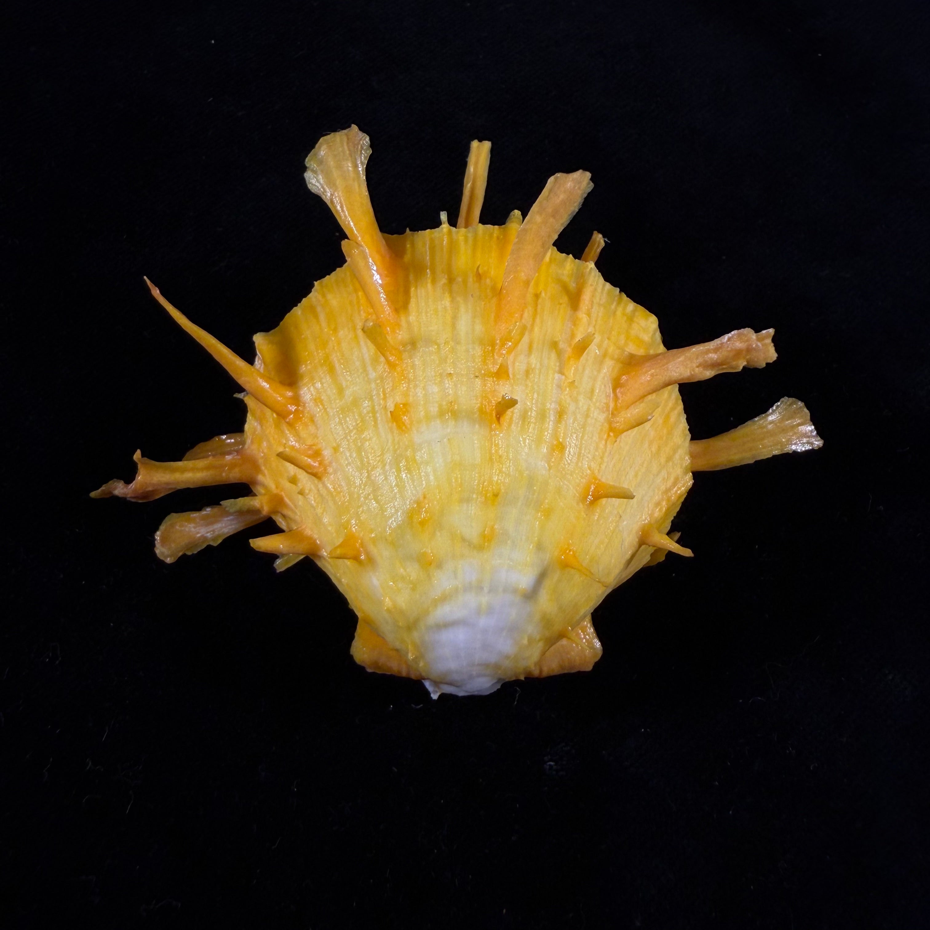 Spondylus ictericus Reeve, 1856 - 67,3mm