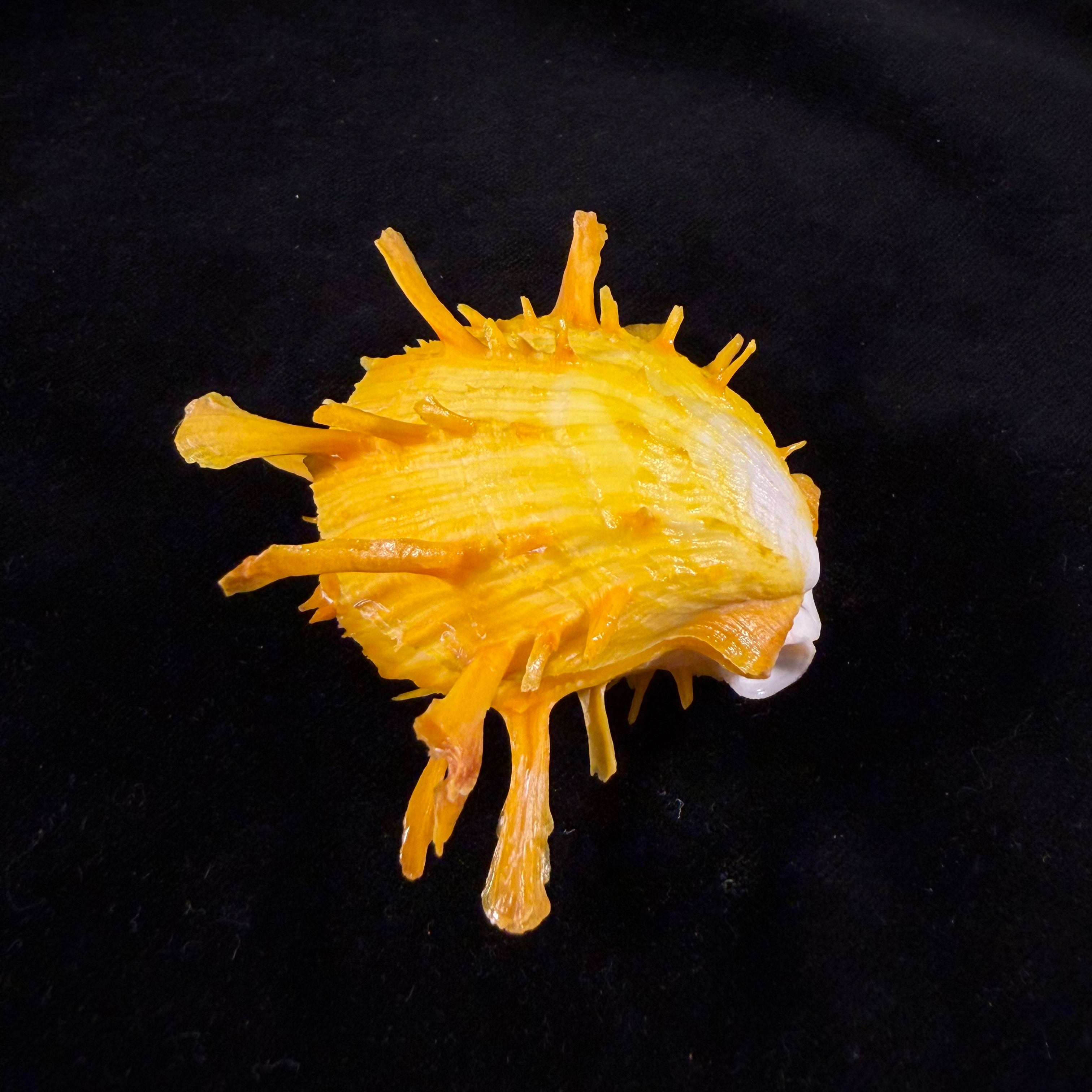 Spondylus ictericus Reeve, 1856 - 67,3mm