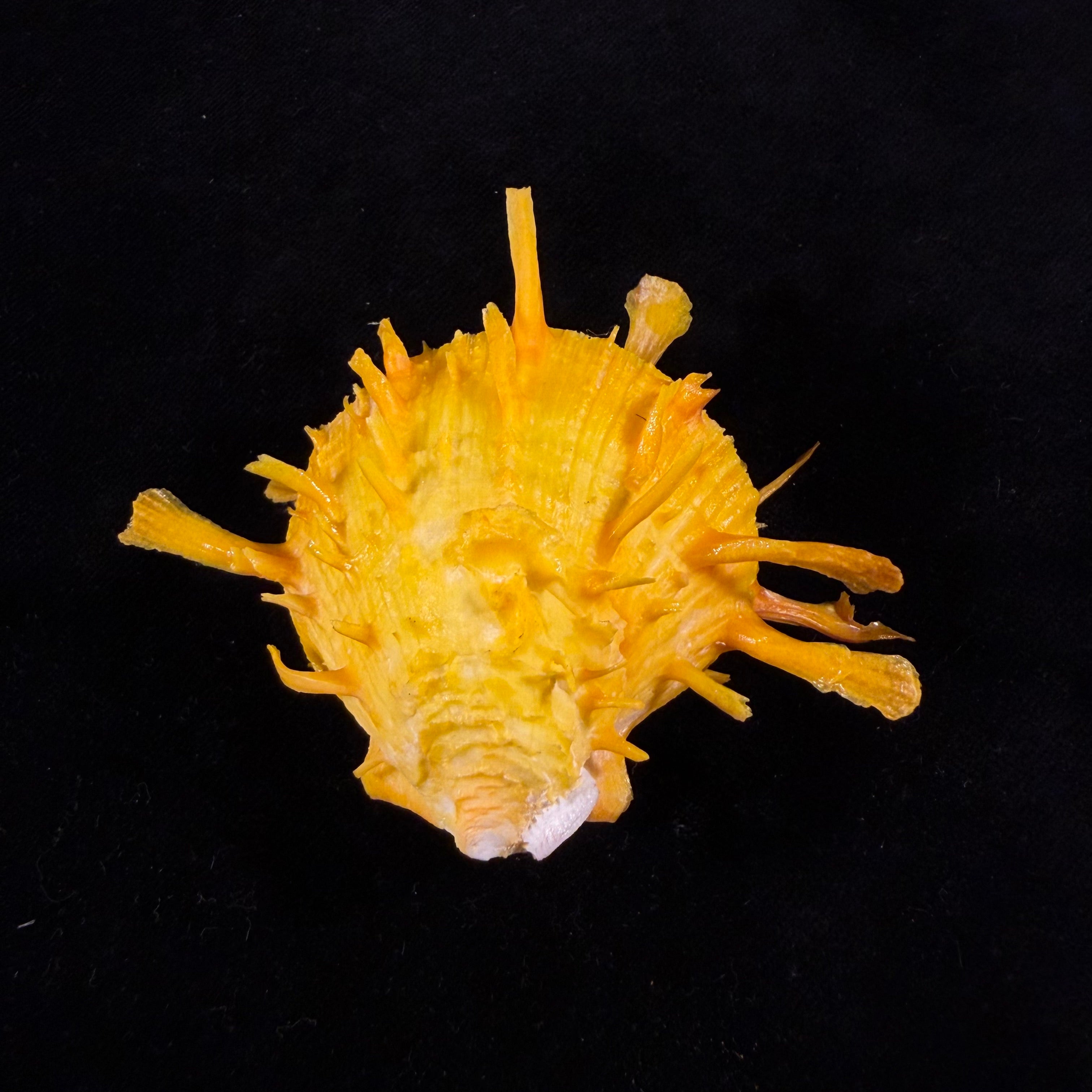 Spondylus ictericus Reeve, 1856 - 67,3mm