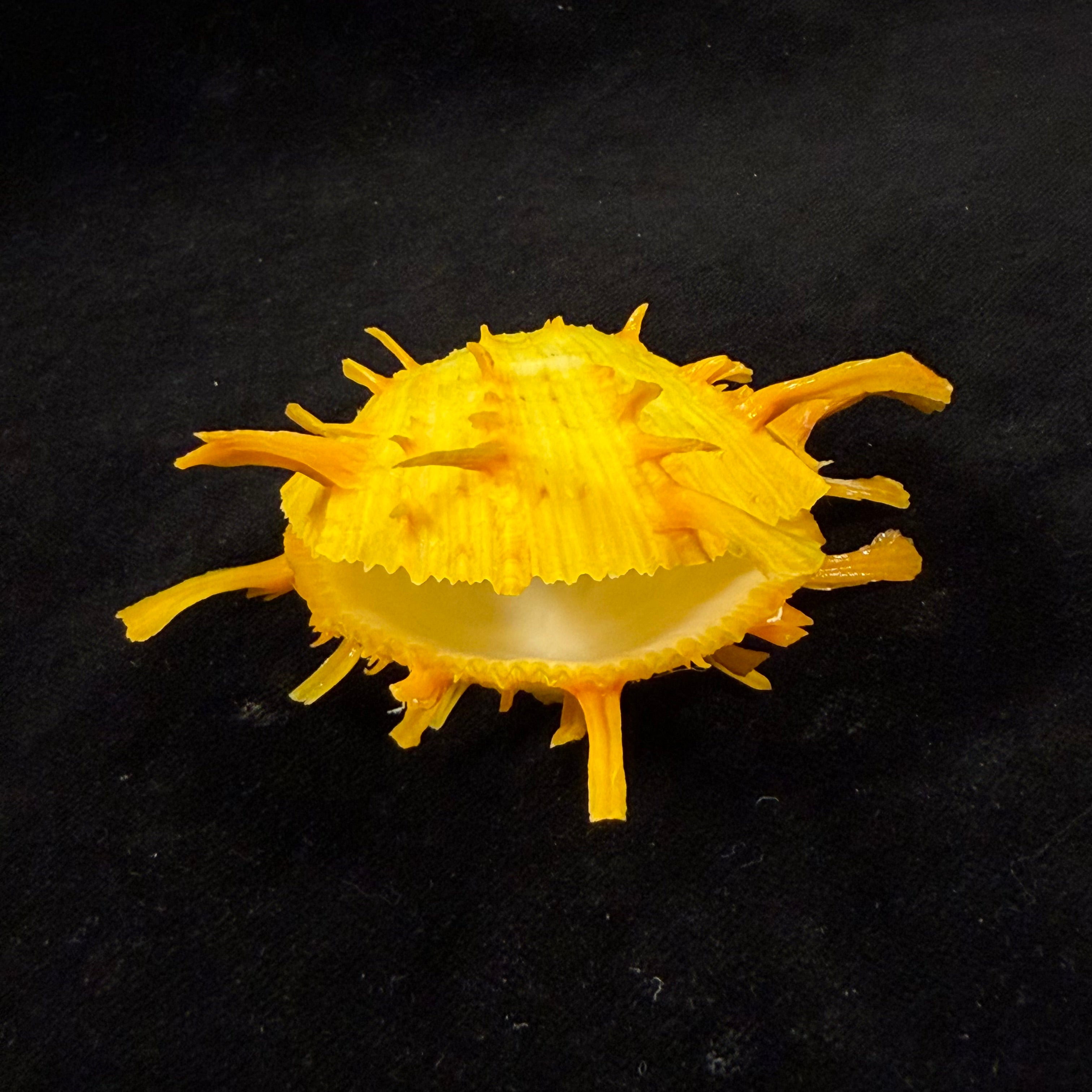Spondylus ictericus Reeve, 1856 - 67,3mm