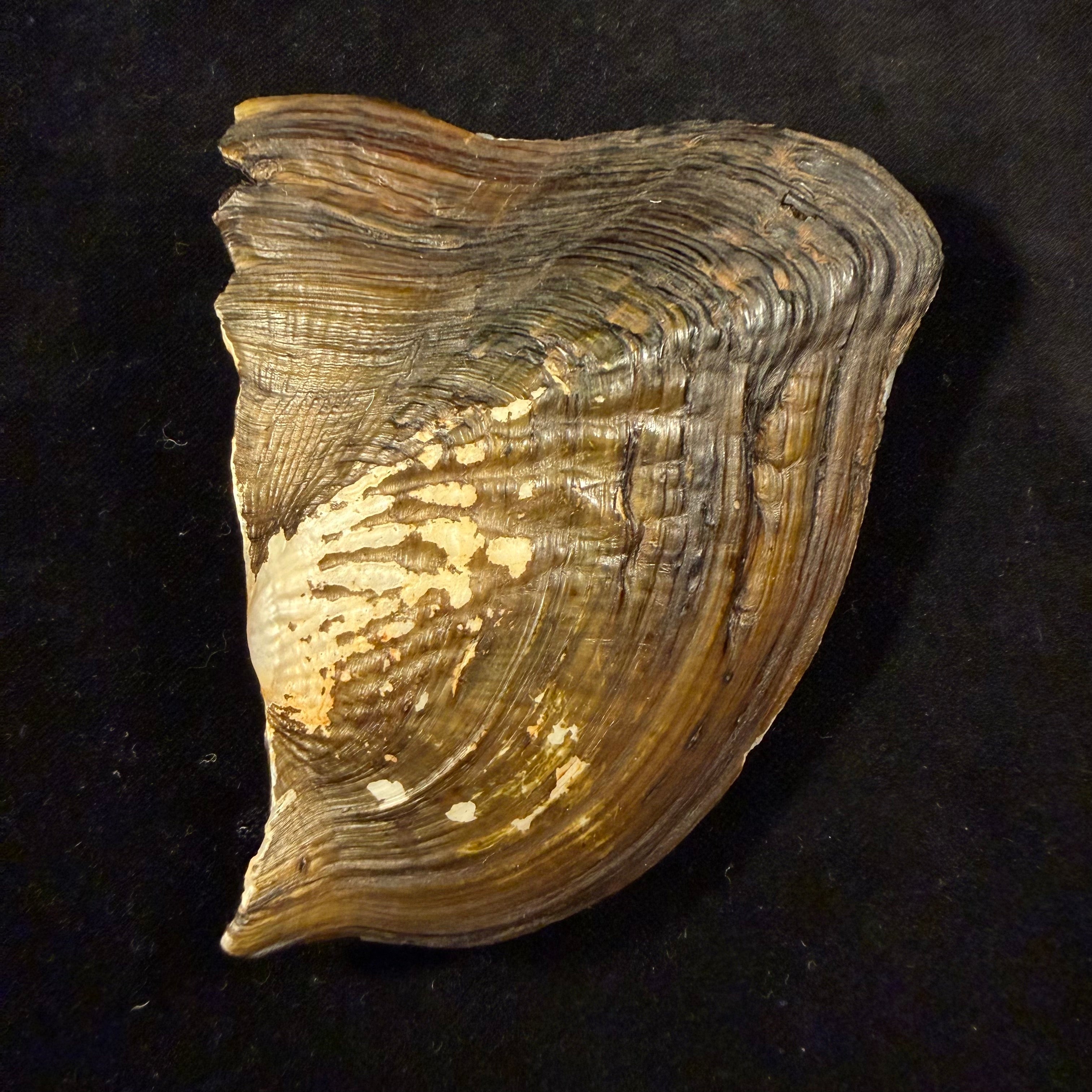 Triplodon corrugatus (Lamarck, 1819) - 108mm